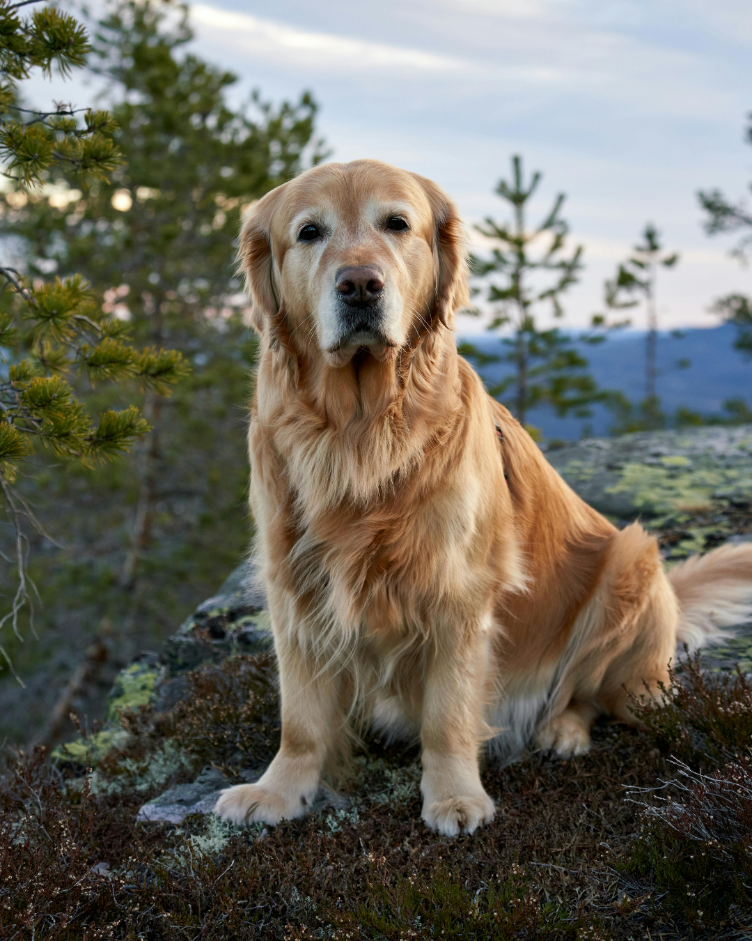 A golden retriever sitting on a rock with trees and sky in the background.