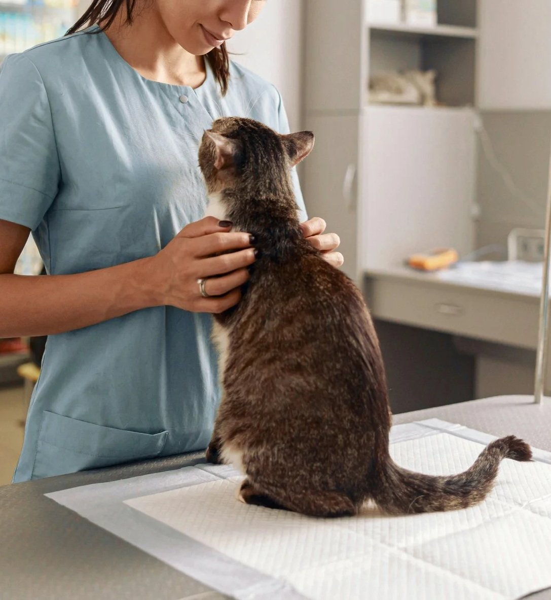 Contact Red Deer Veterinary Clinic to book an appointment, ask questions, or learn more about our locally owned veterinary services in Red Deer.