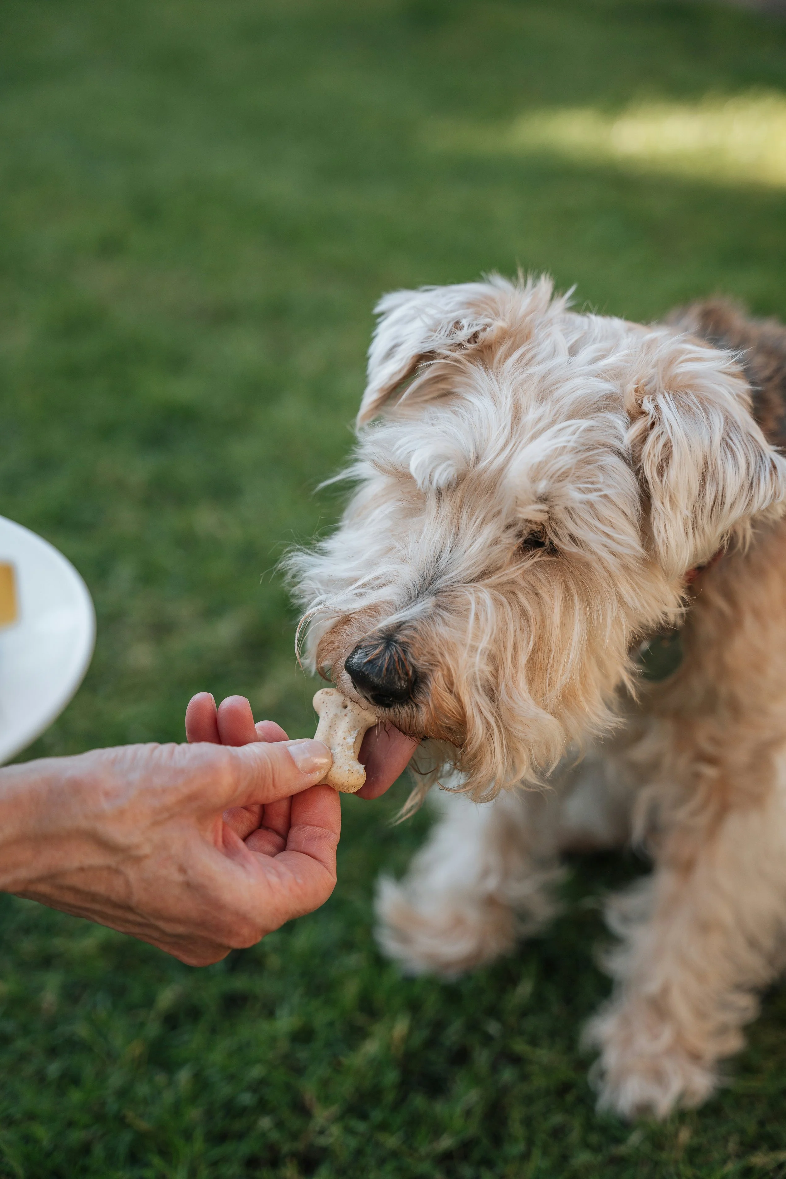 A person is feeding a light brown, curly-haired dog a bone-shaped treat outdoors on a grassy area.