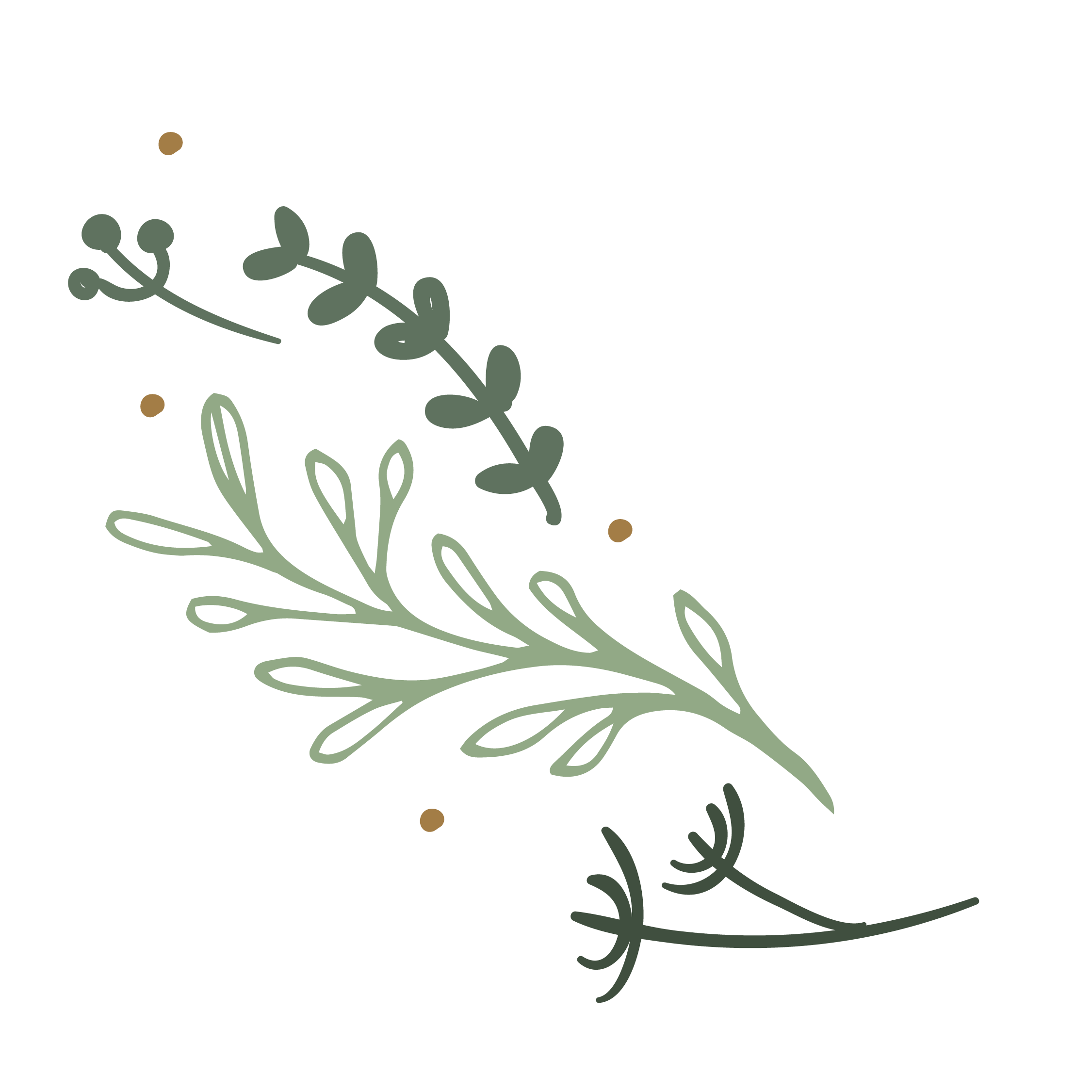 Illustration of a green leafy plant with small rounded leaves, some brown dots, on a black background.