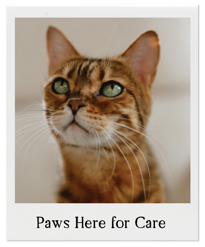 Red Deer Veterinary Clinic is a locally owned veterinary clinic providing compassionate, personalized care for dogs and cats in Red Deer and surrounding communities.