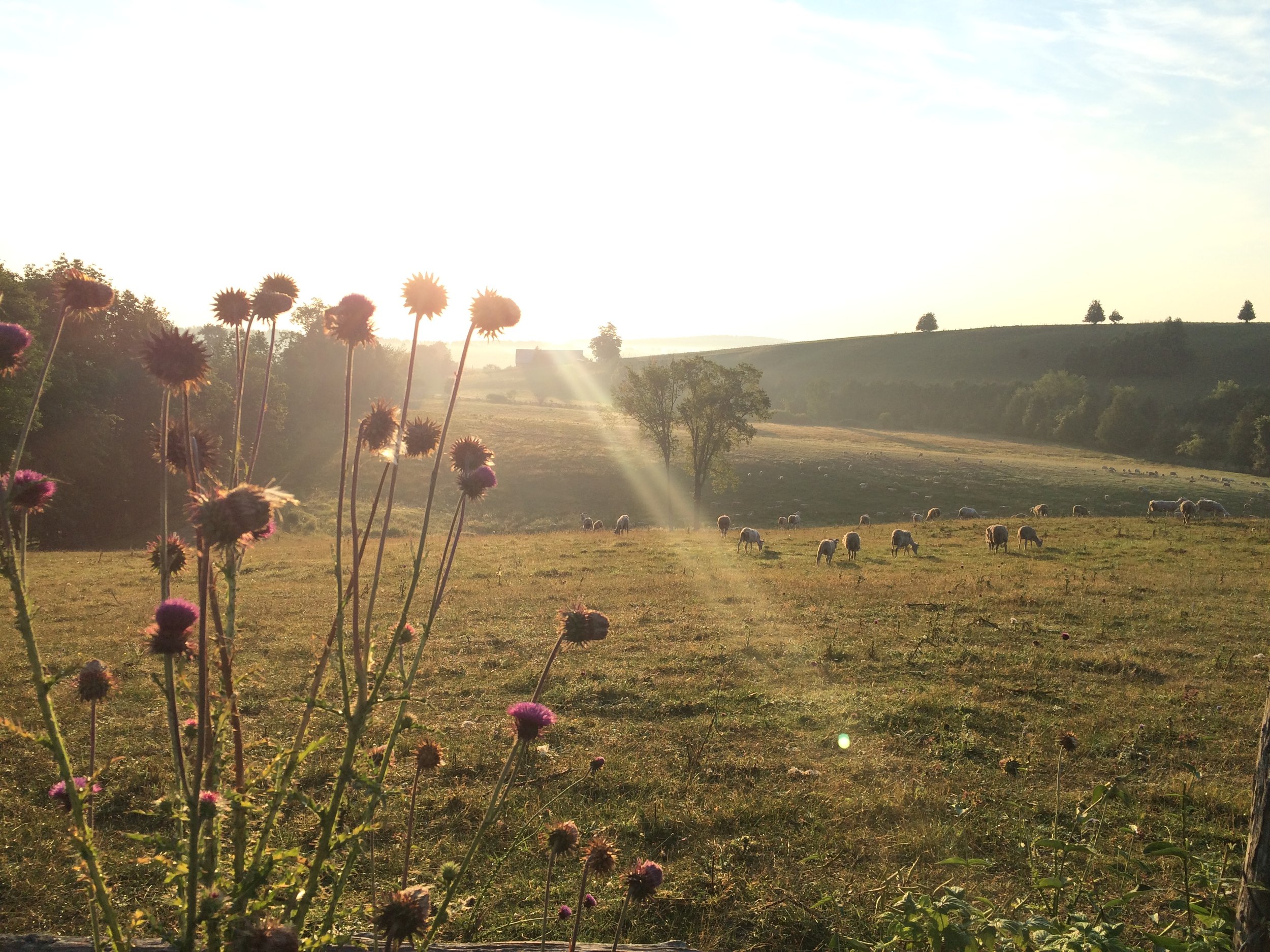 A rural landscape at sunset with wildflowers in the foreground, rolling hills and trees in the distance, and cattle grazing on the field.