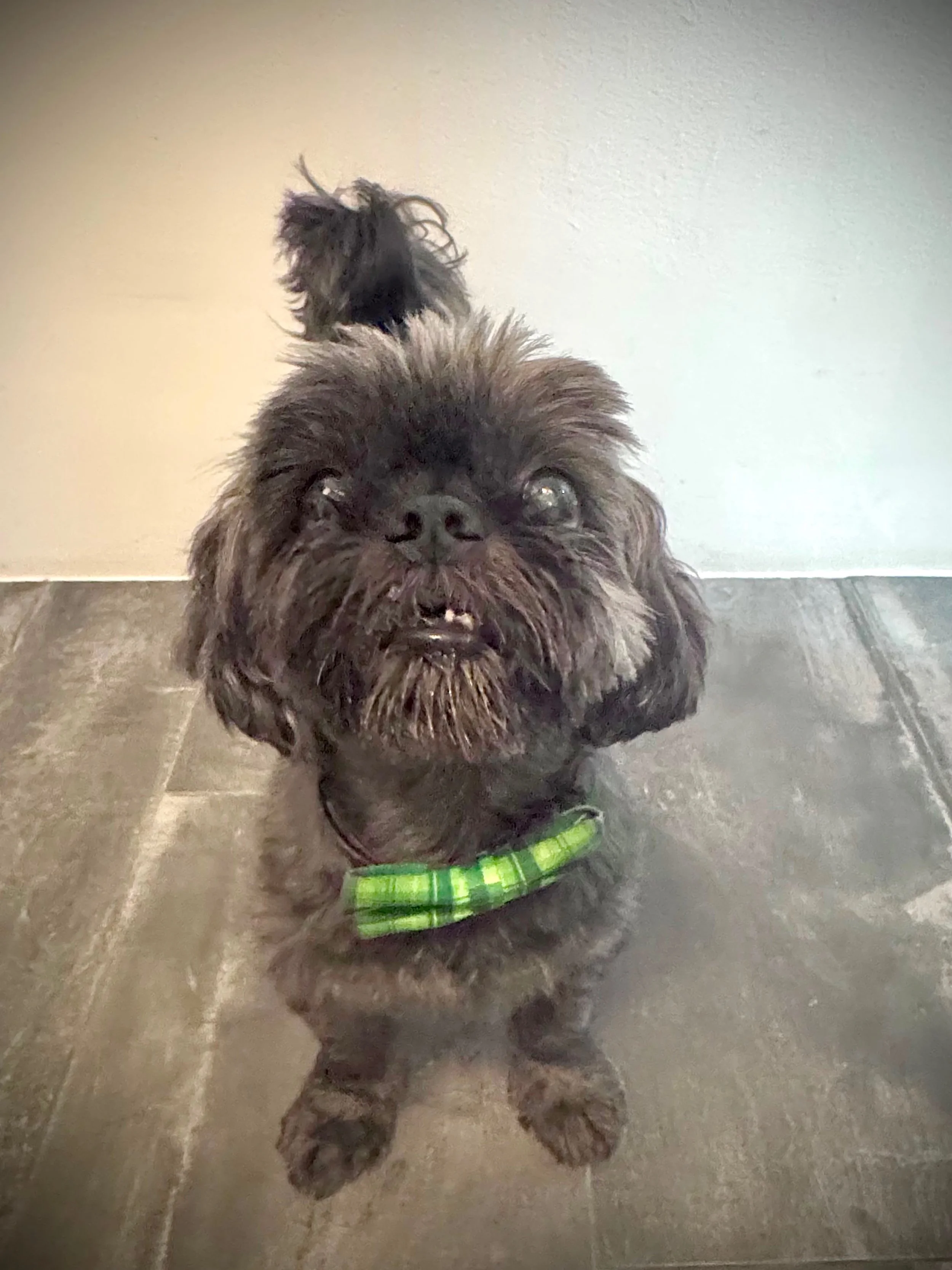 My dog Zazoo has taught me more about leadership than most executives I&rsquo;ve met.⁣
⁣
Watch a good pet parent and you&rsquo;ll see the whole Chaos Leadership framework in action:⁣
⁣
▪️𝐏𝐫𝐞𝐯𝐞𝐧𝐭. You read the signals before the meltdown. The p