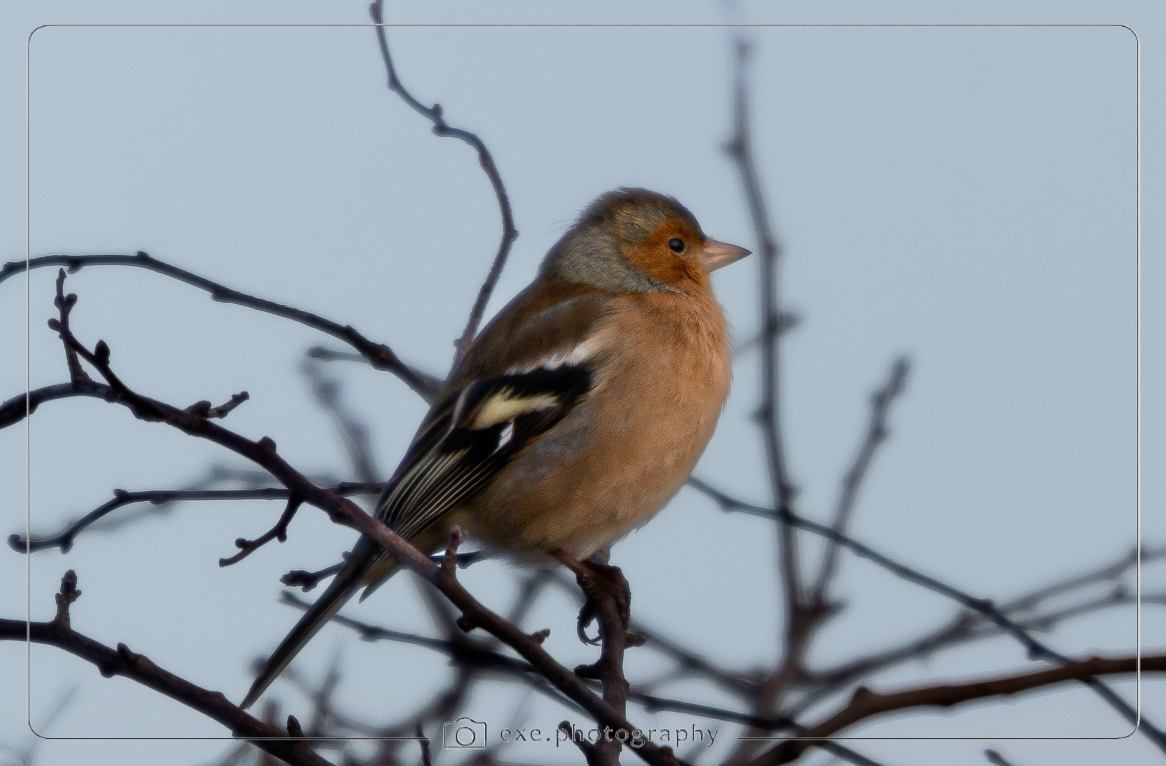 Chaffinch