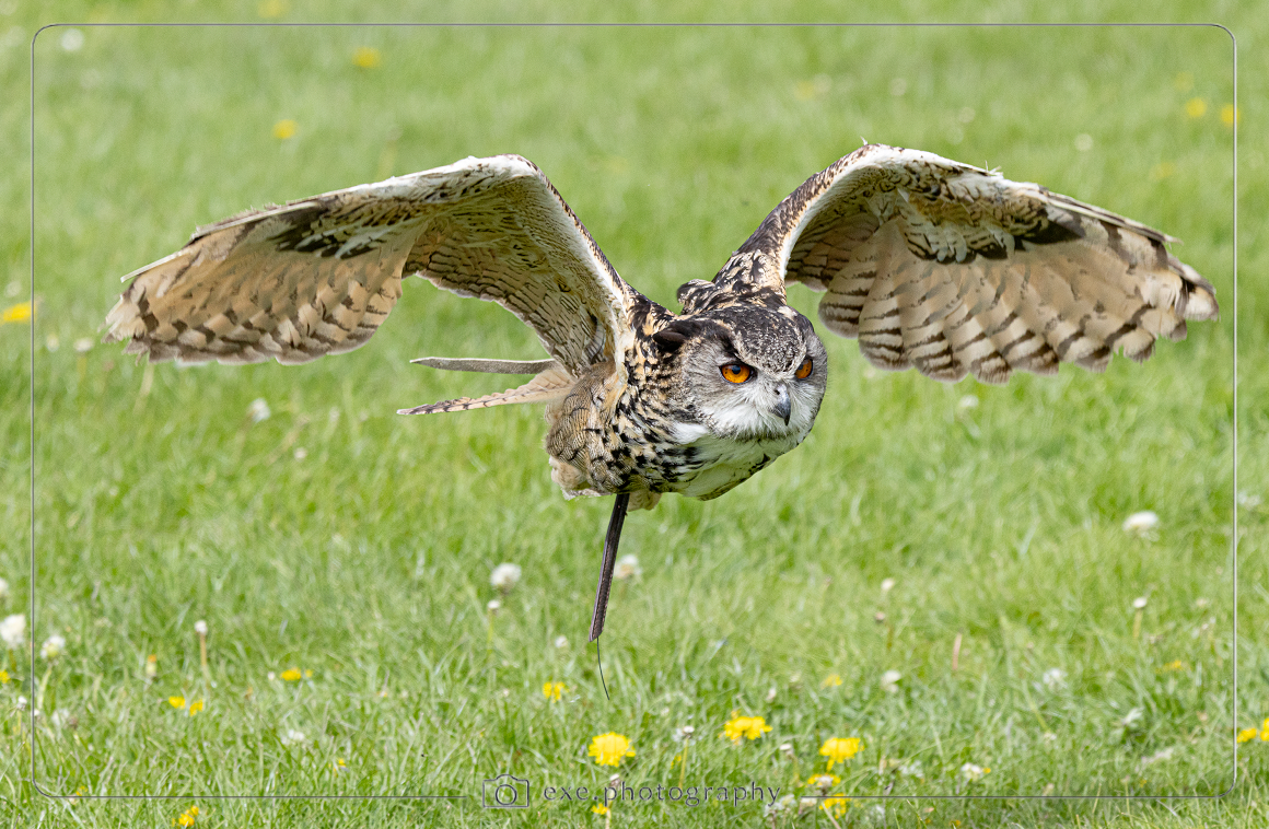 Long Eared Owl