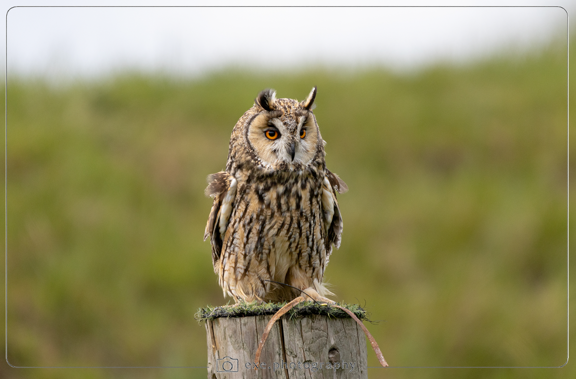Long Eared Owl
