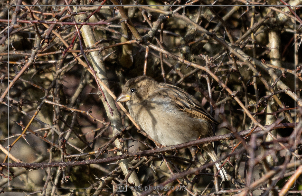House Sparrow
