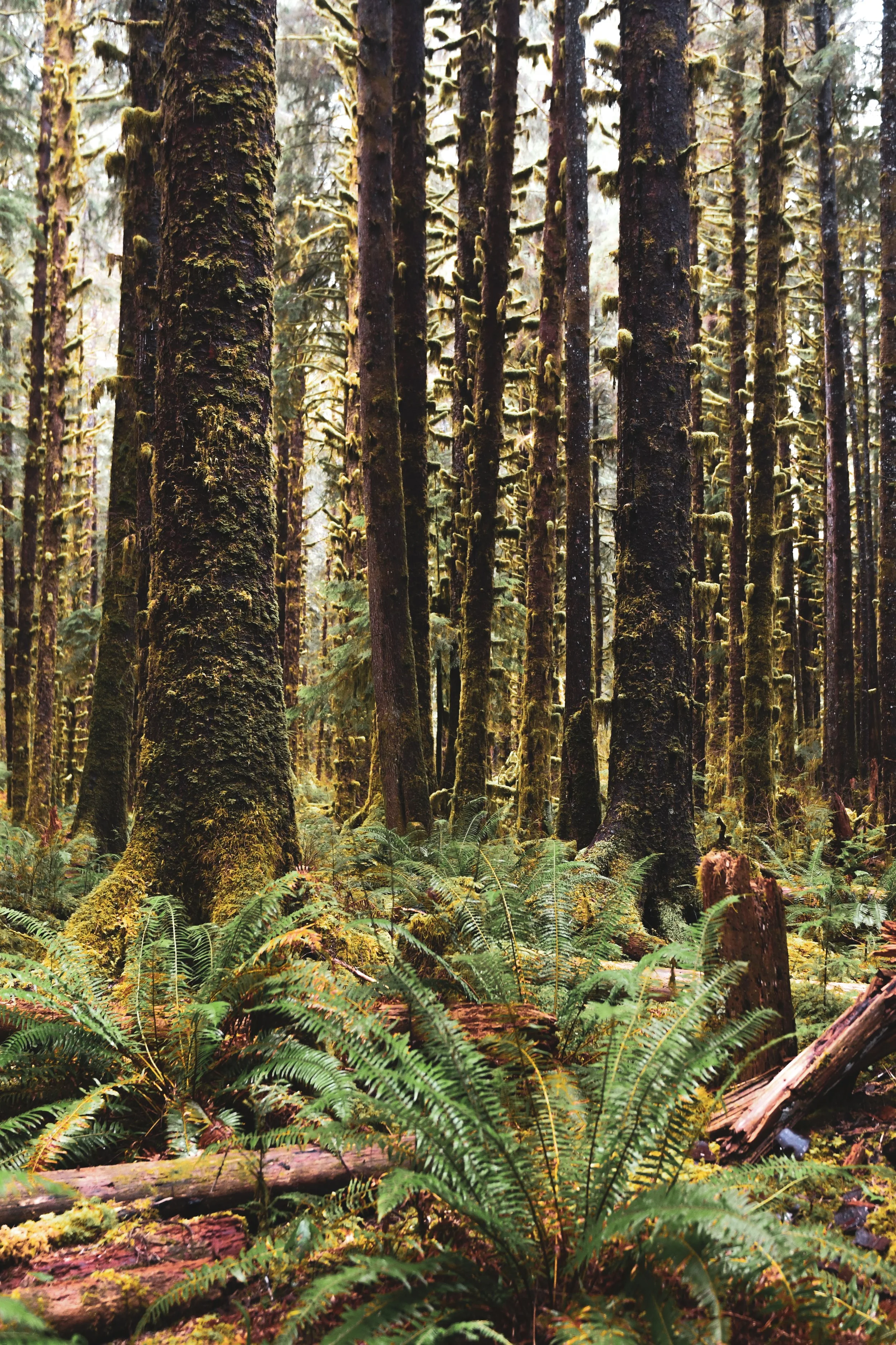 hoh-rainforest-olympic.jpg