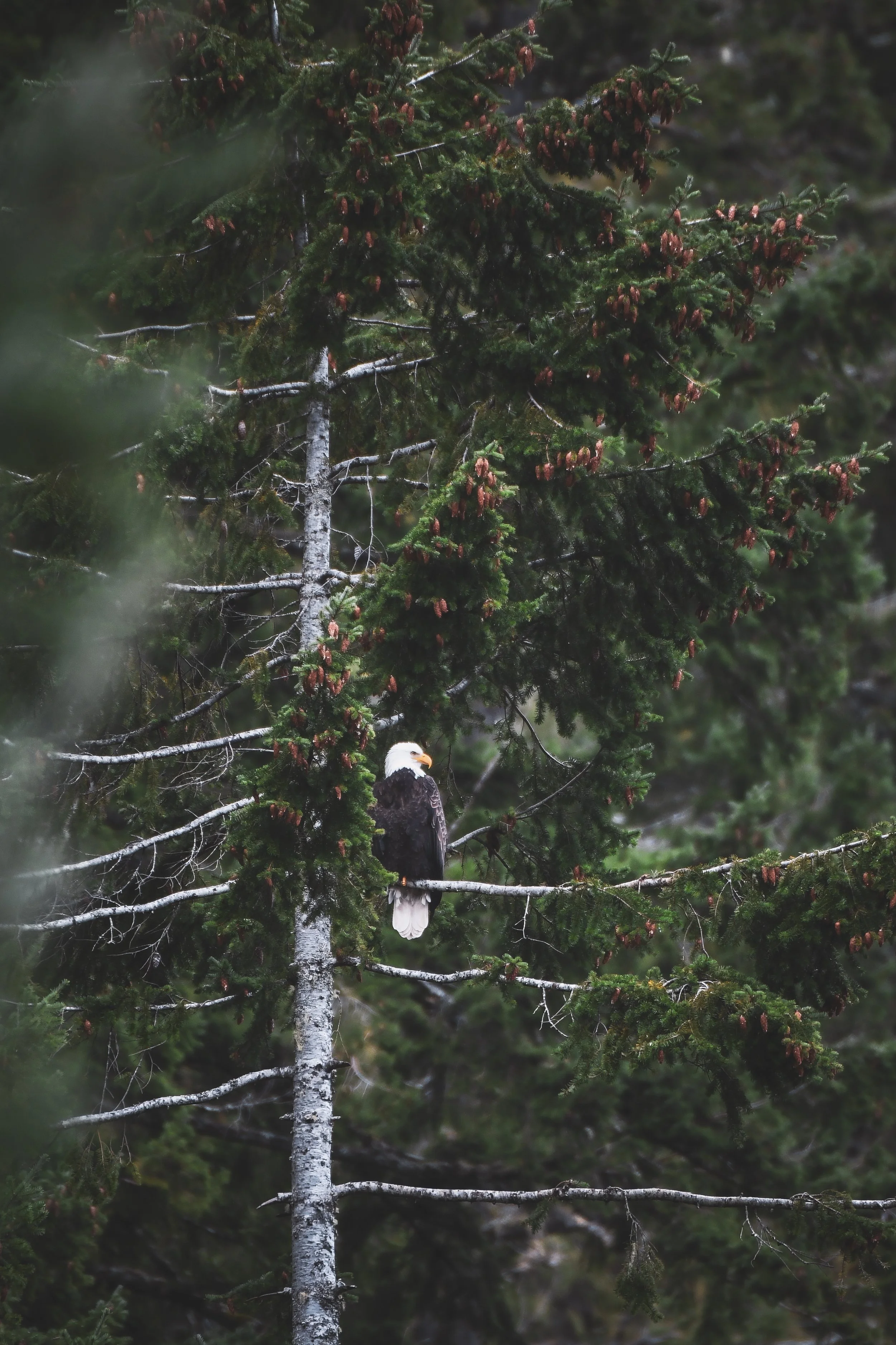 lakecrescenteagleolympic.jpg