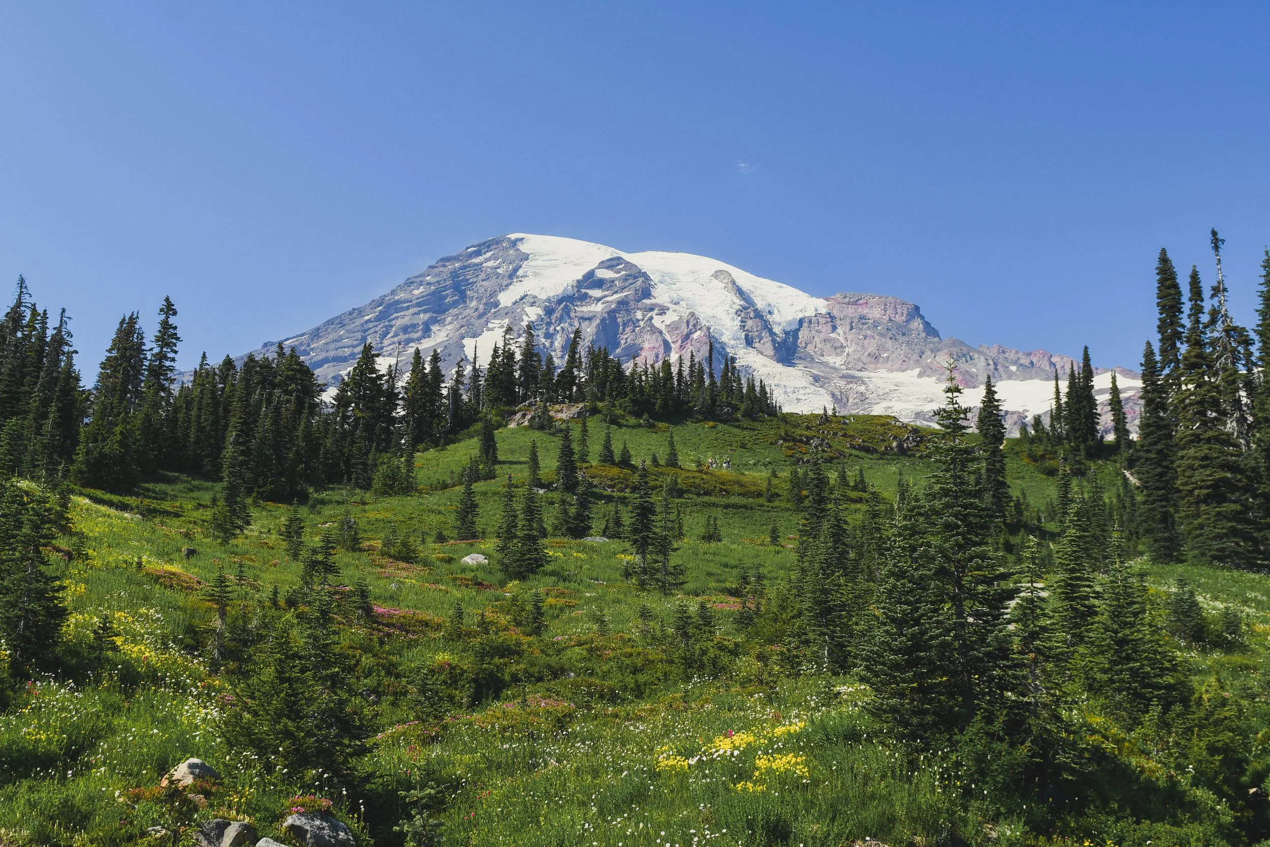 Mount Rainier in the Summer with Green Grass and Flowers