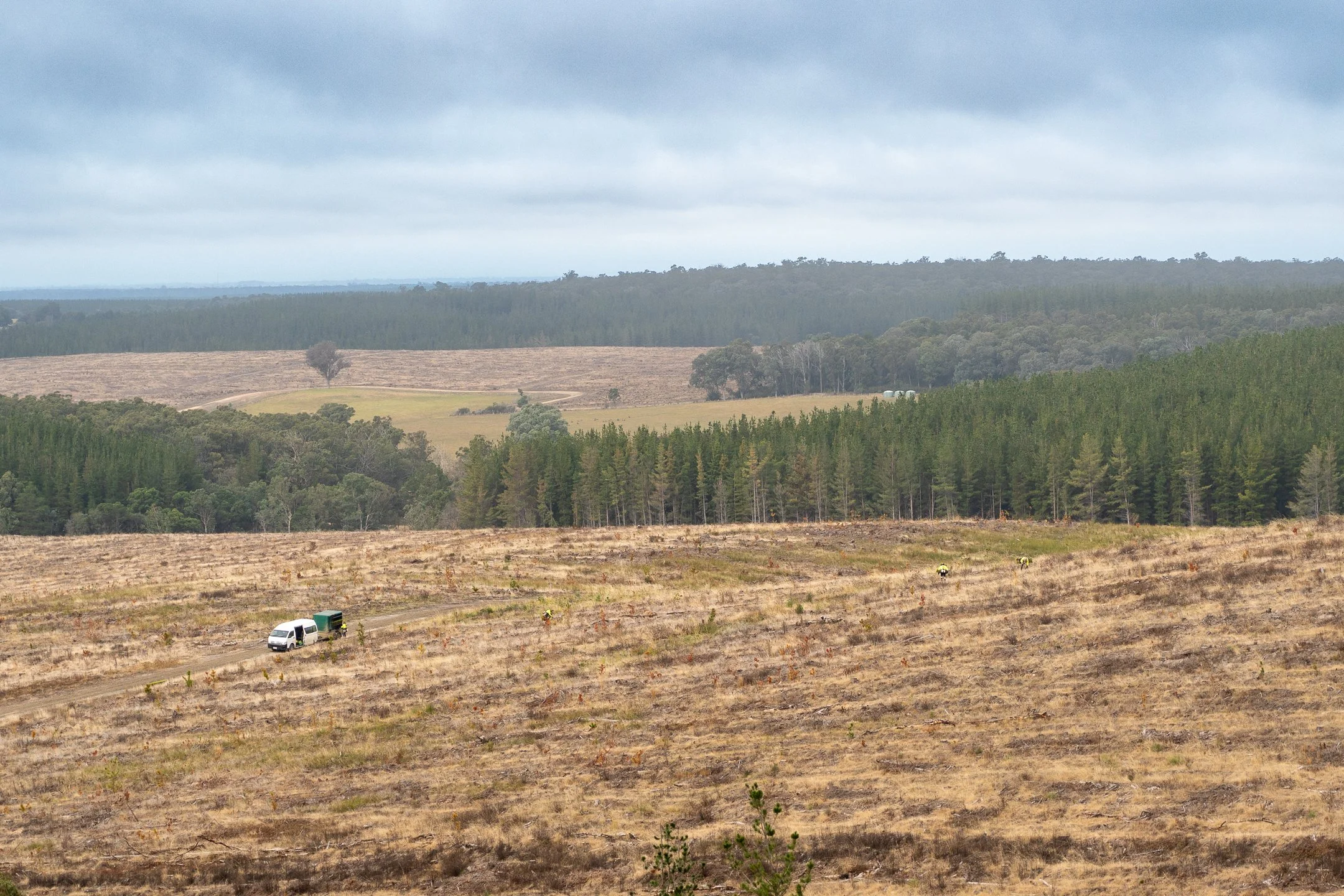 PacificReforestation-90.jpg