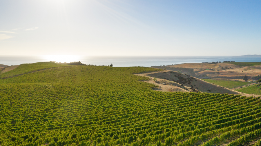 Vineyard with rows of grapevines on rolling hills overlooking the ocean during sunset.