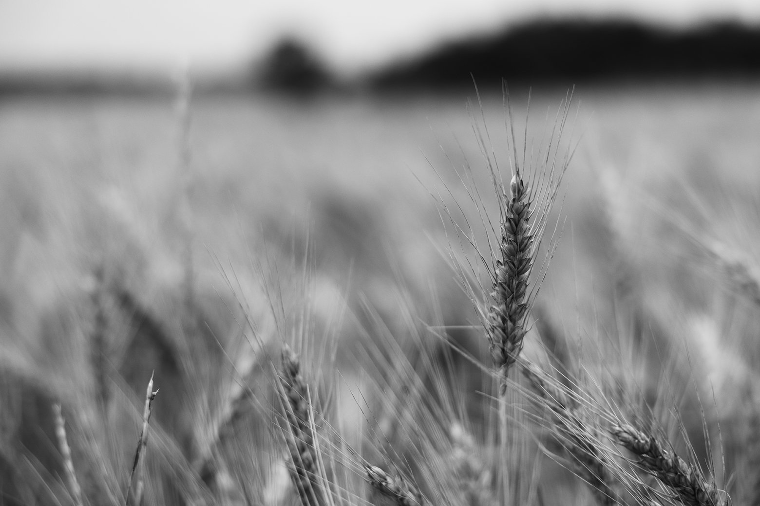 photo_plant_claycomb_cade.jpg