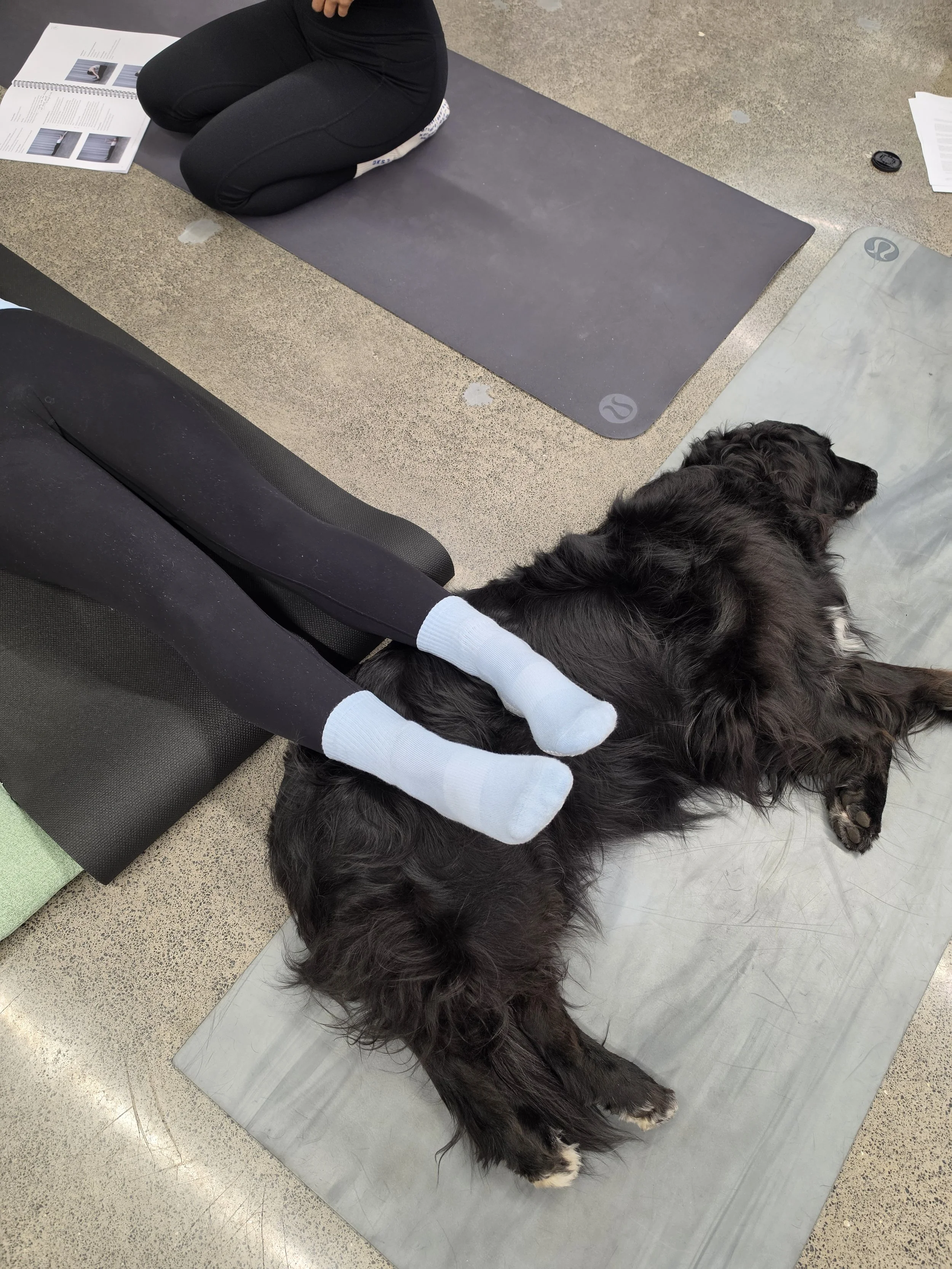 auckland pilates instructor training