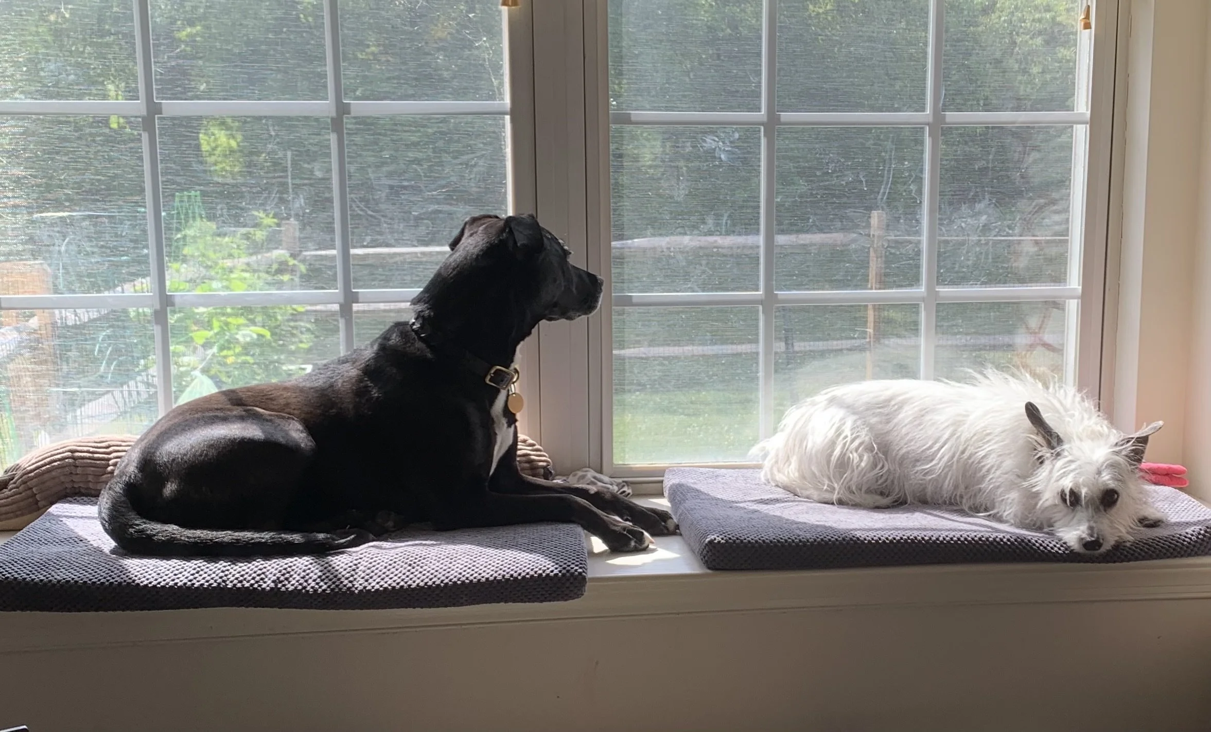 Two dogs resting on window seats in front of a large set of windows, looking outside.