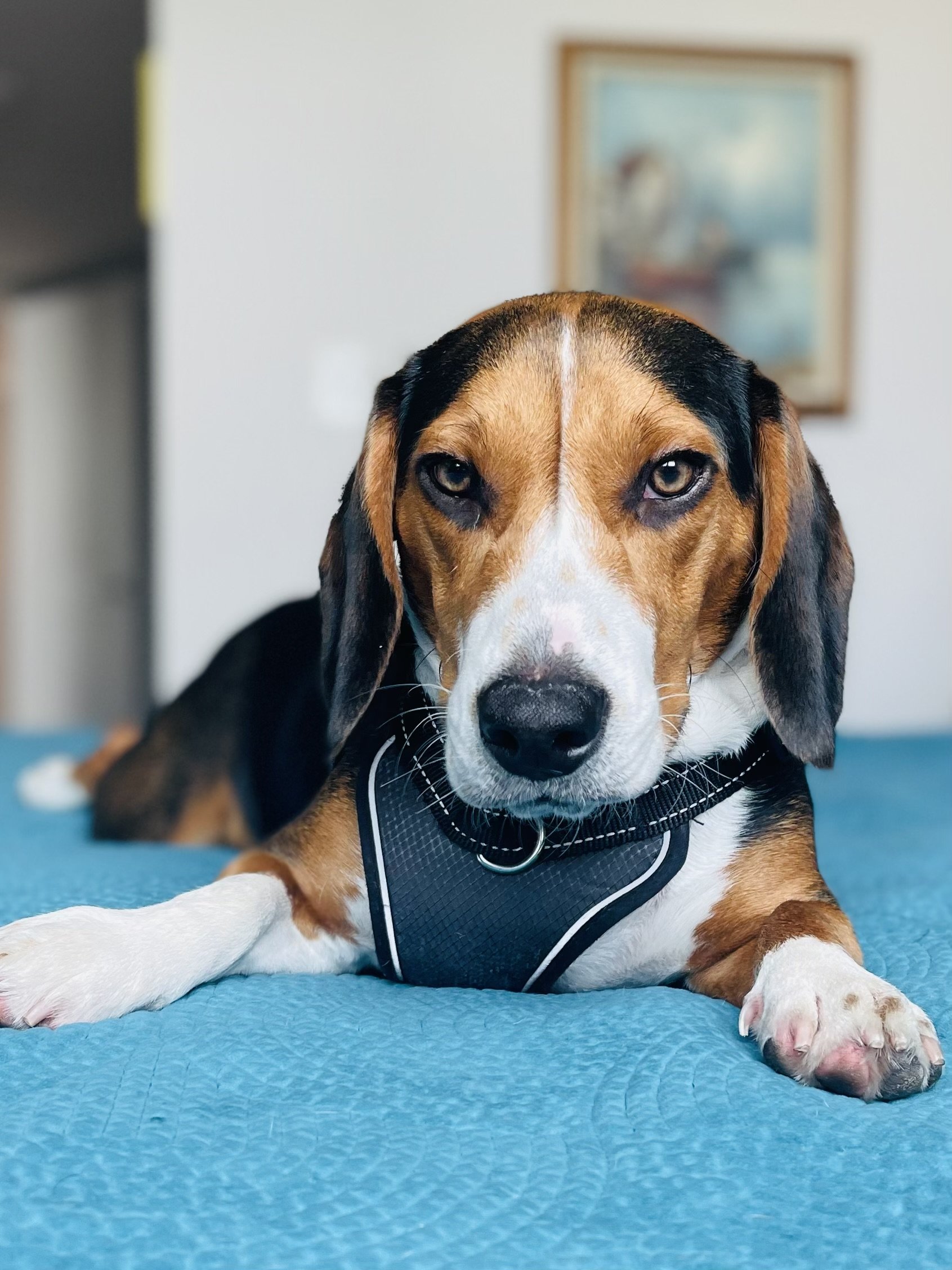 A dog, possibly a beagle, lying on a blue quilted blanket indoors, wearing a black harness, with a blurred painting on the wall in the background.