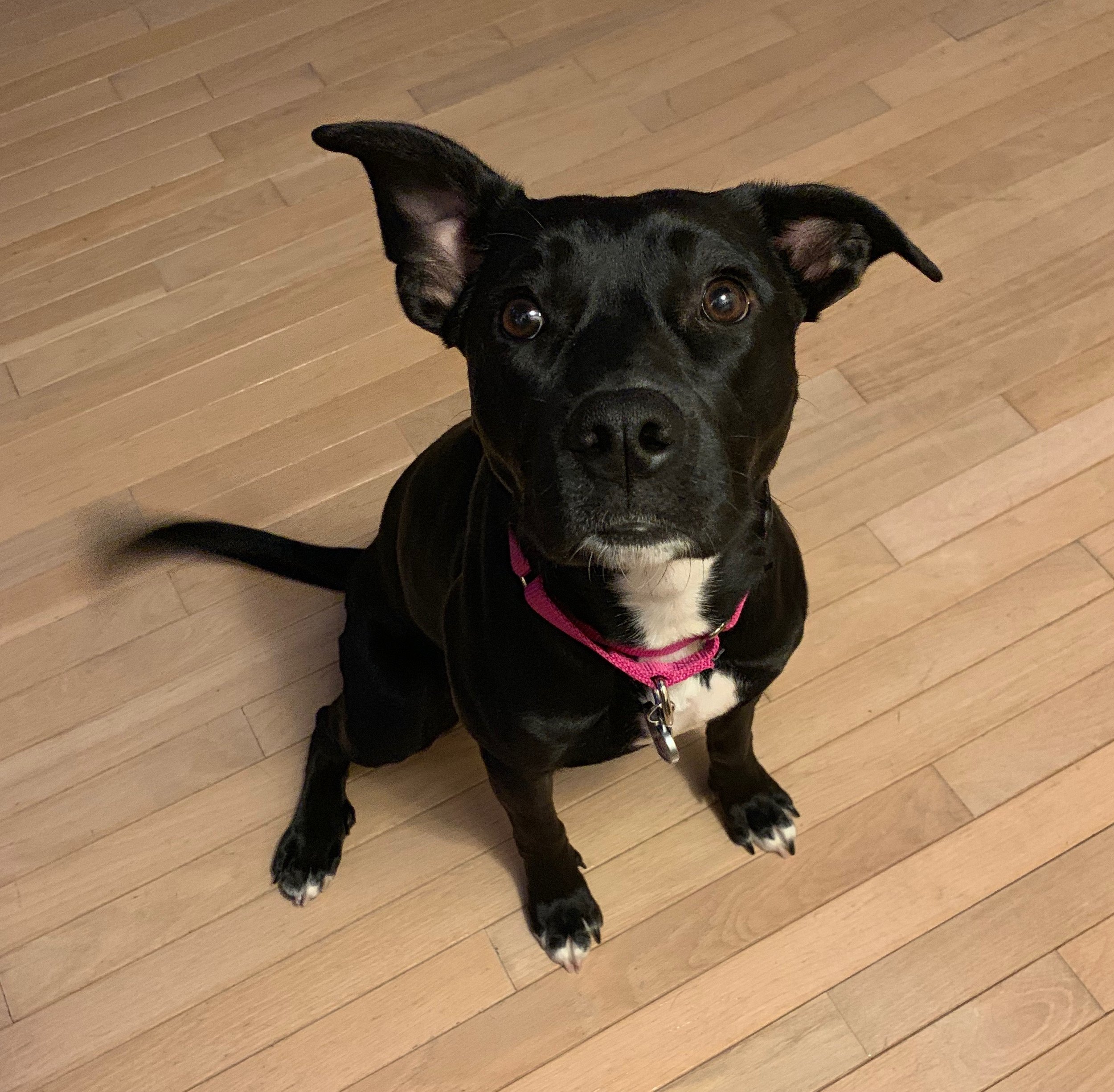 A black dog with white markings on its chest and paws, wearing a pink harness, sitting on a hardwood floor and looking up at the camera.