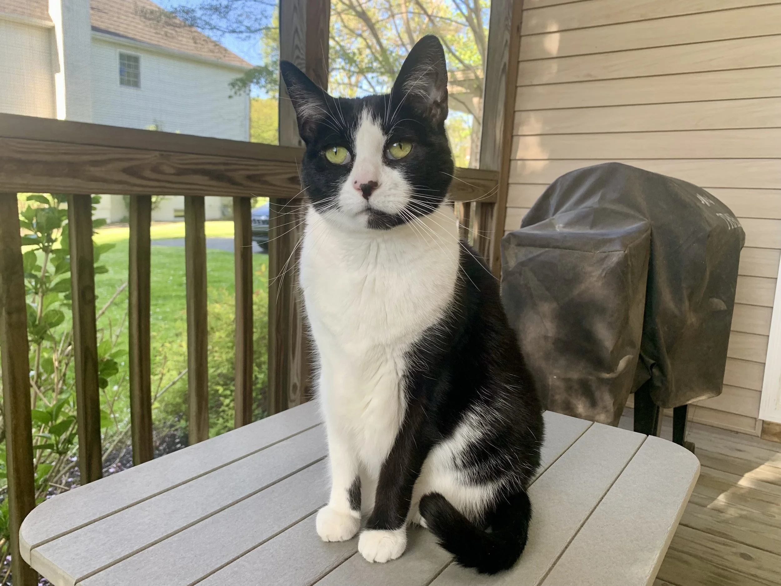 Black and white cat sitting on a porch table outside near a wooden railing and a house, with trees and a blue sky in the background.