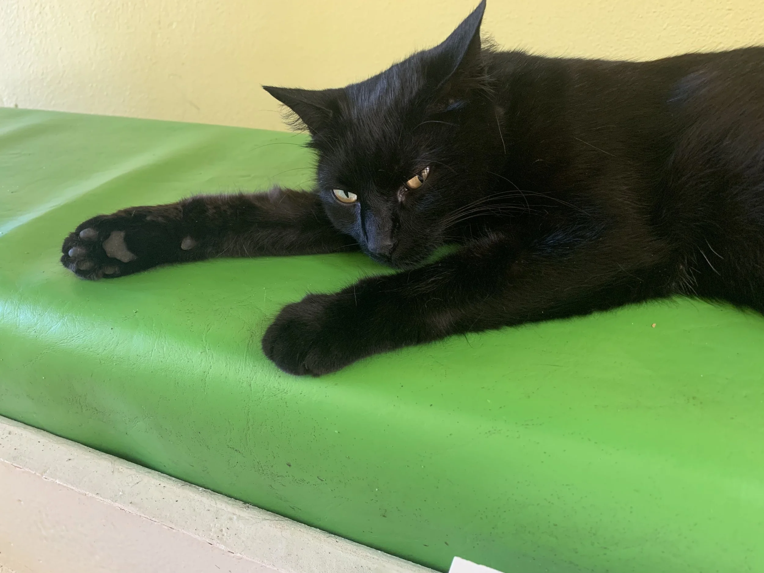 A black cat lying on a green surface with a yellow wall in the background.