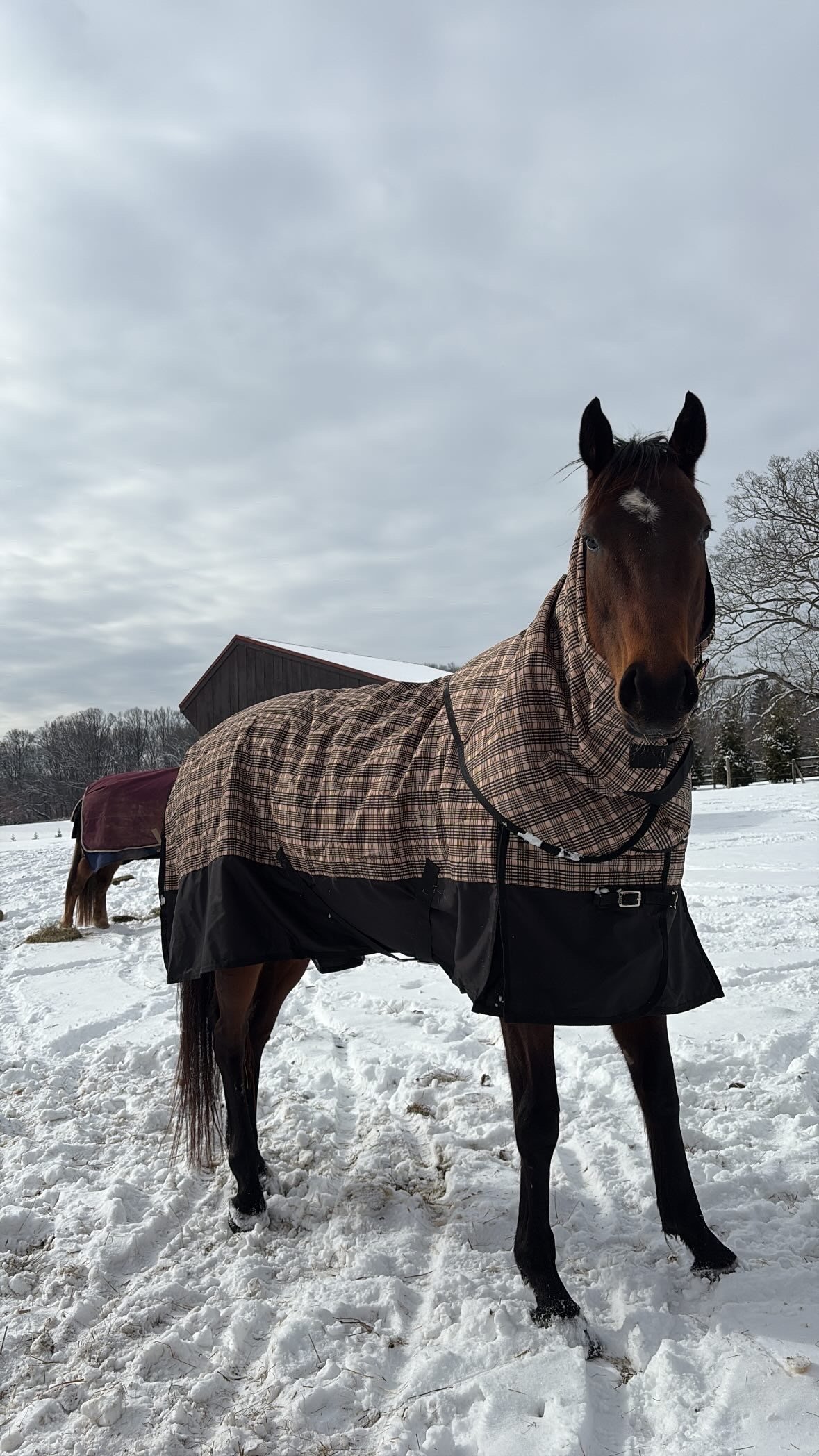 A horse wearing a checked blanket in a snowy outdoor area with a barn and leafless trees in the background.