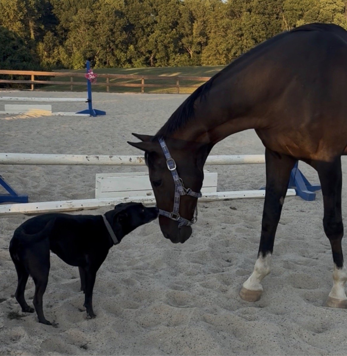 A small black dog and a large brown horse touching noses on a sandy outdoor riding arena, with jumps and a wooden fence in the background.