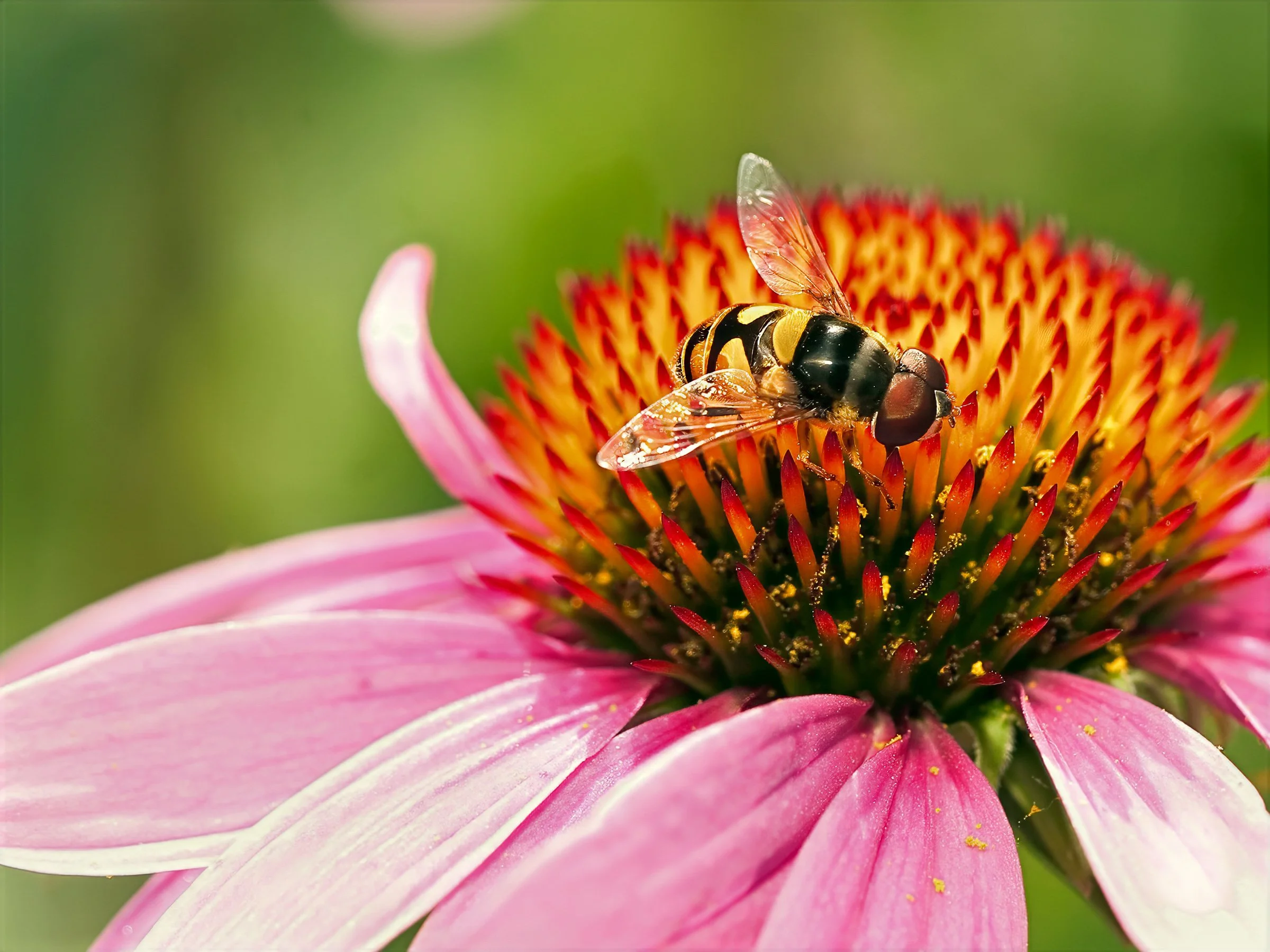 wildlife-3.jpg