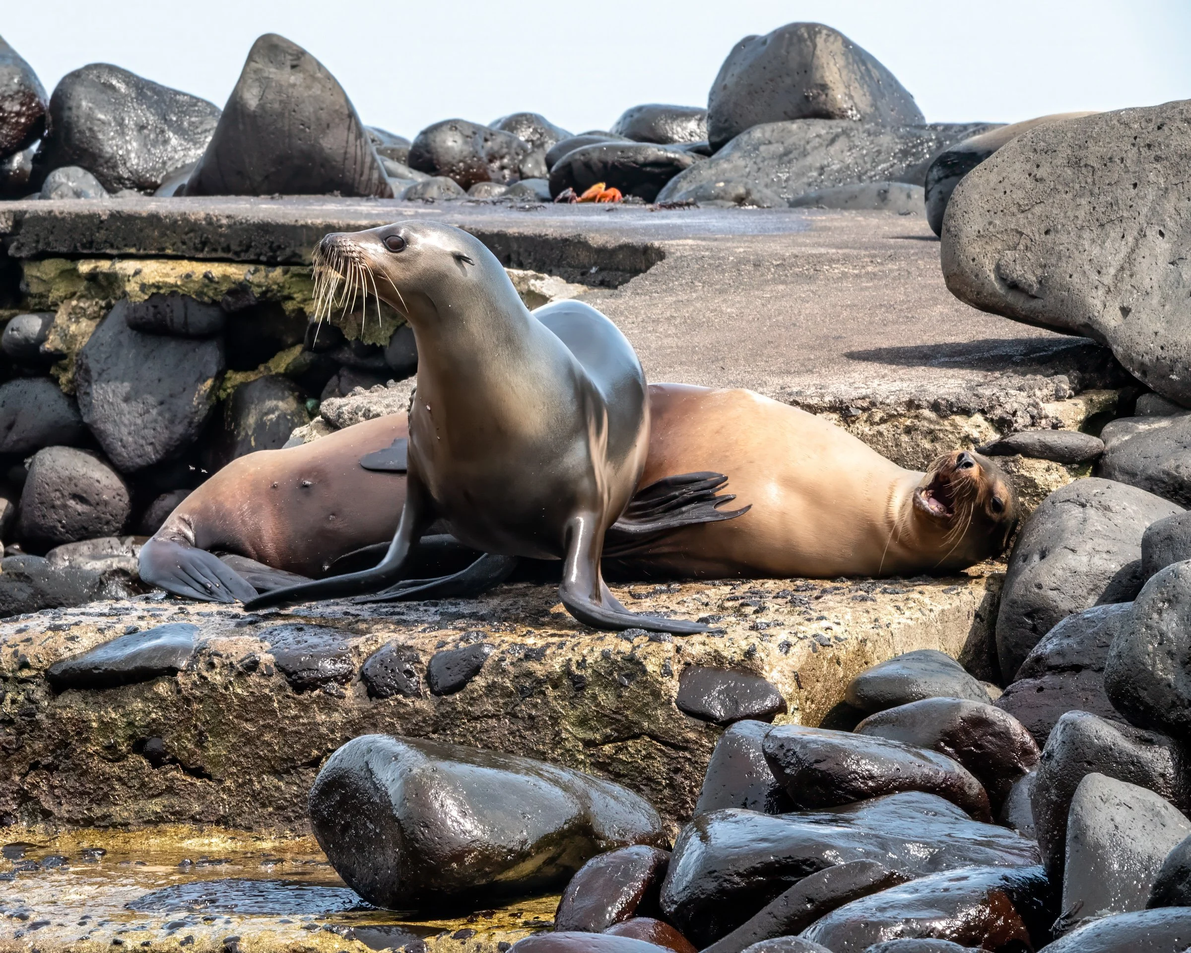 wildlife-17.jpg