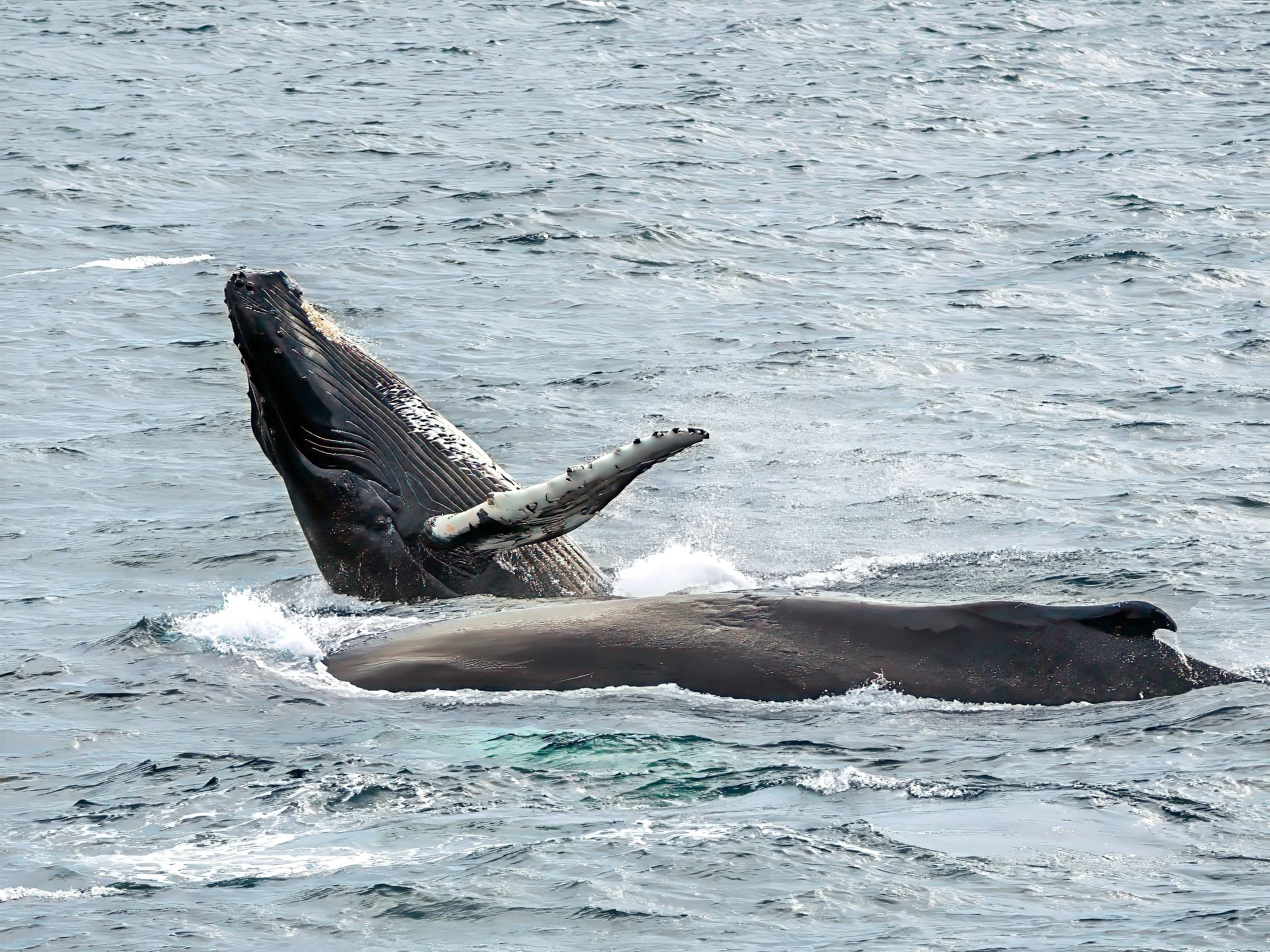 wildlife-18.jpg