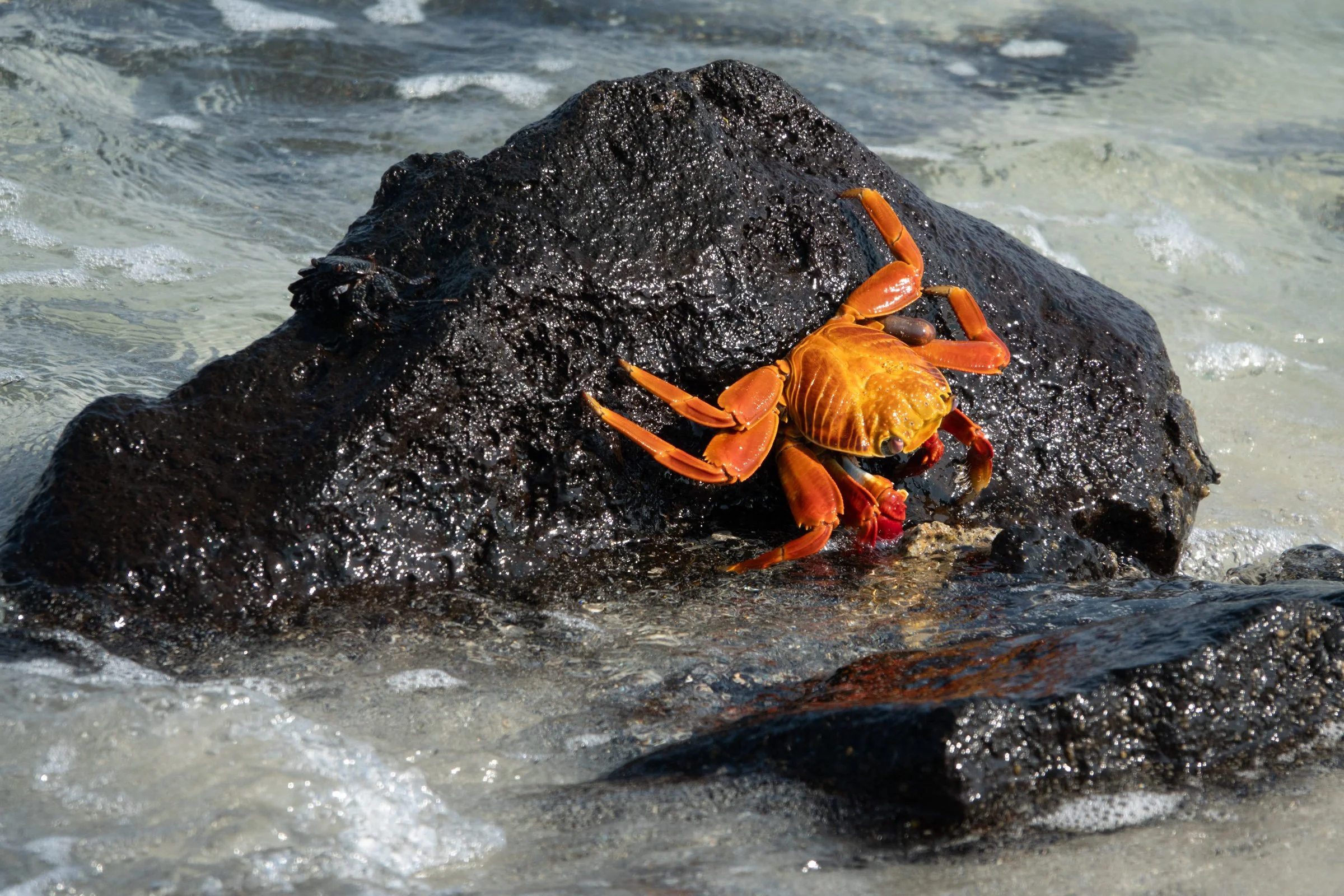 wildlife-14.jpg