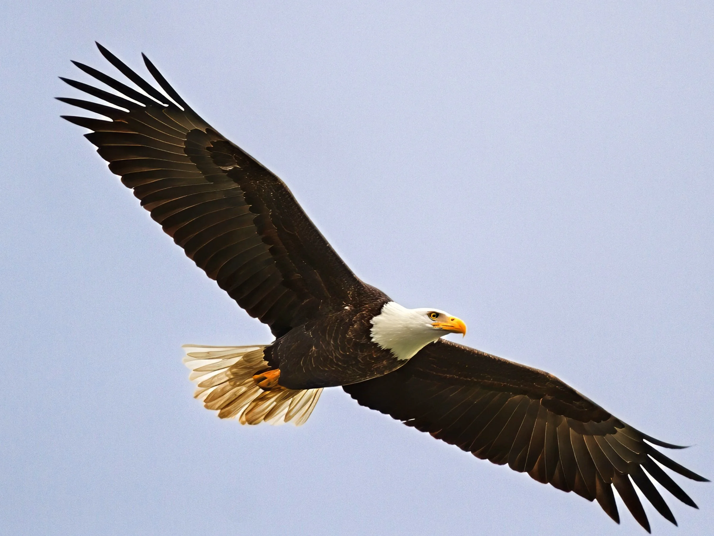 wildlife-6.jpg