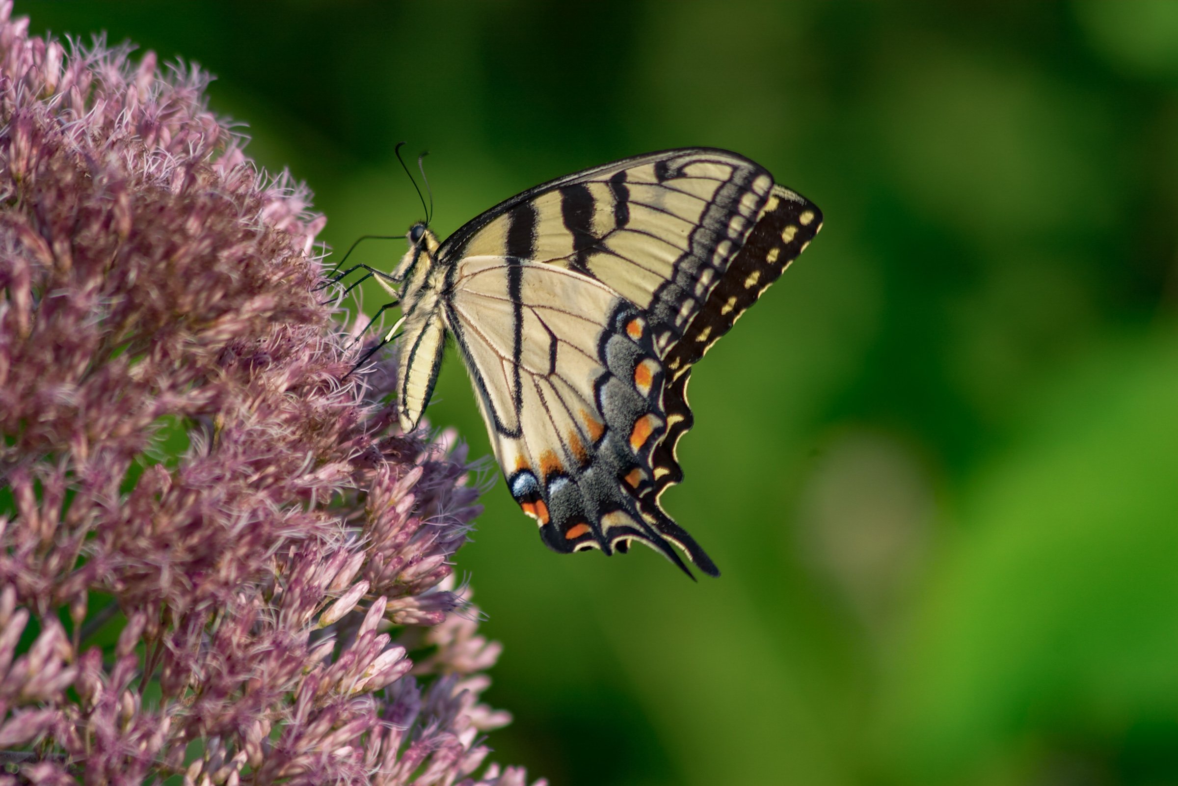 wildlife-10.jpg