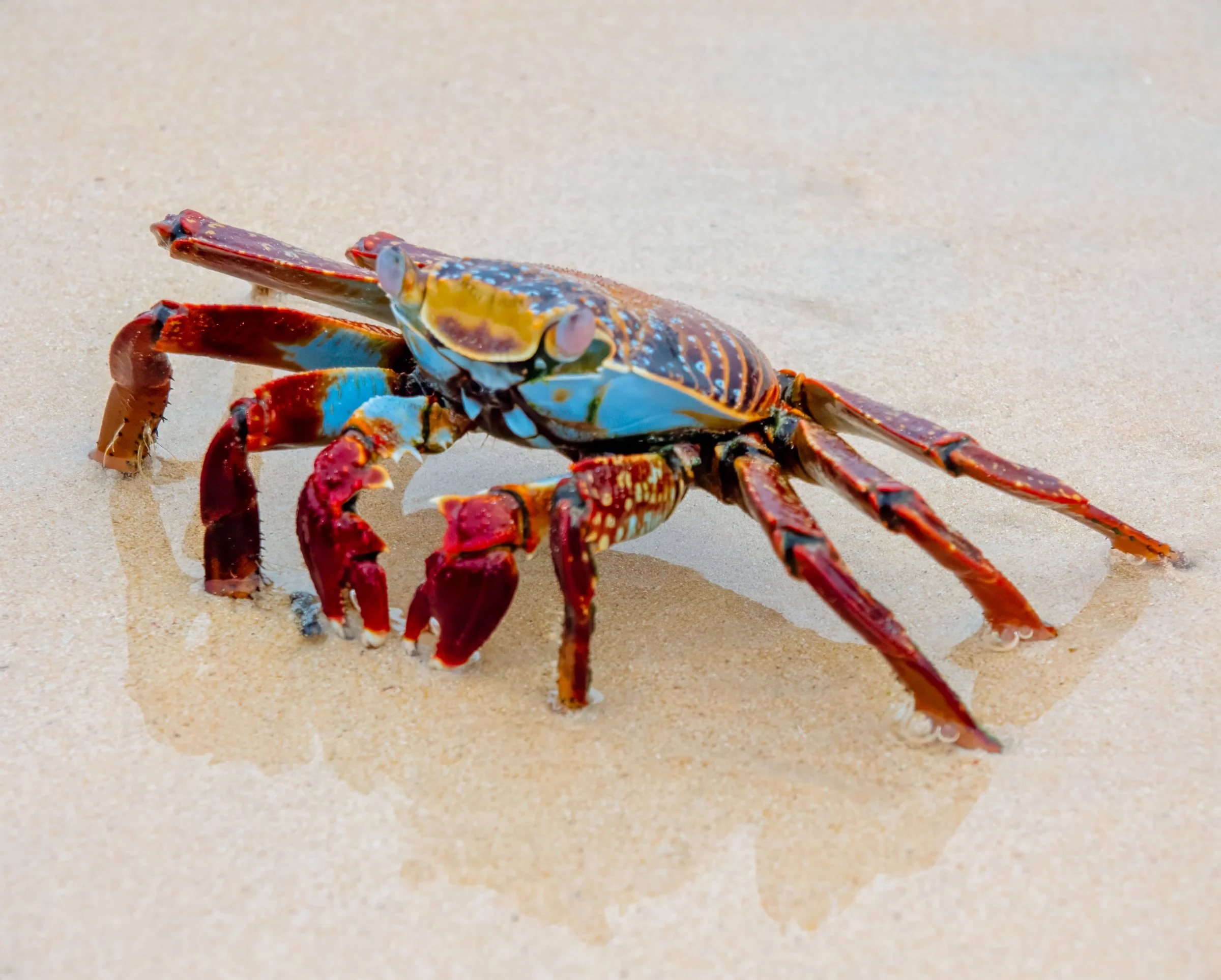 wildlife-15.jpg