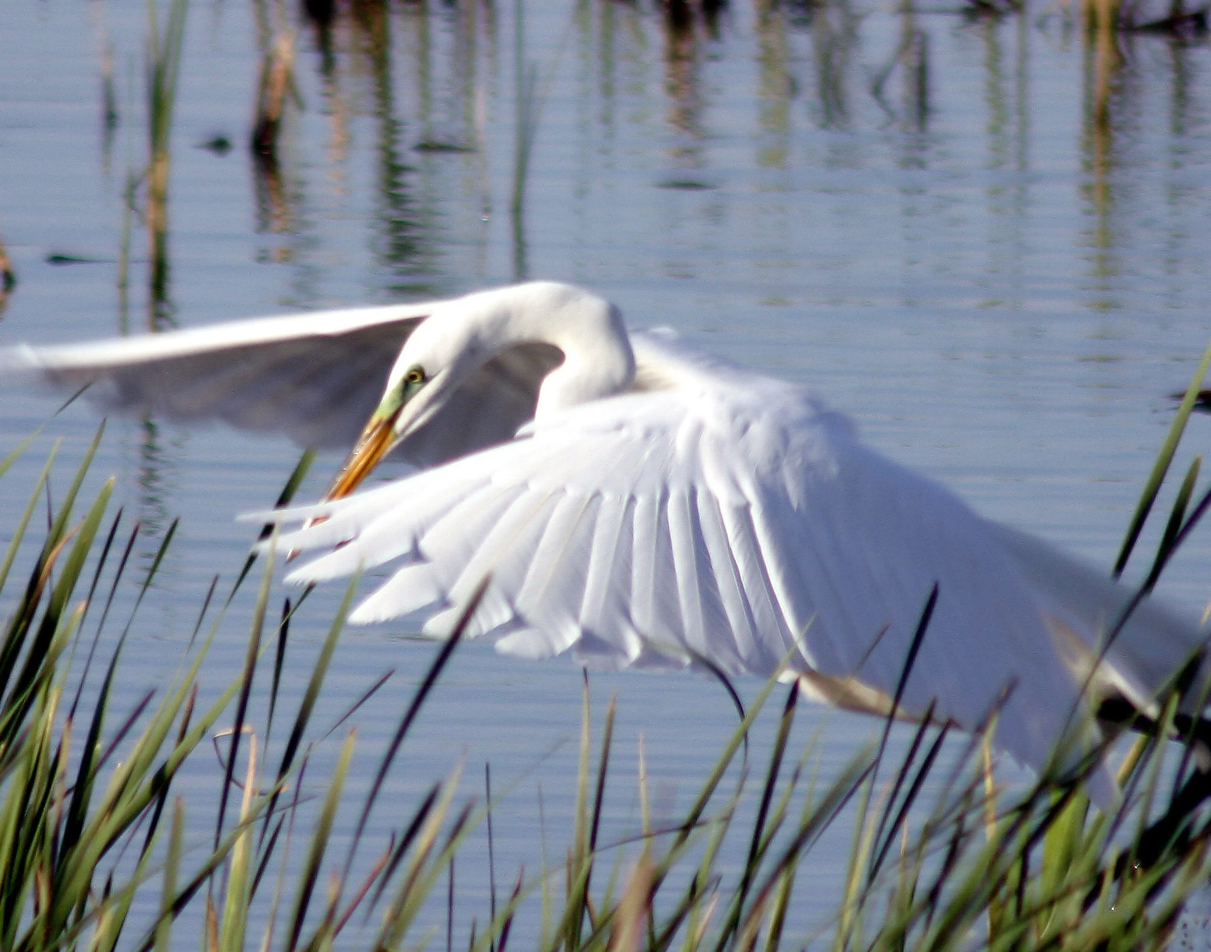 wildlife-8.jpg