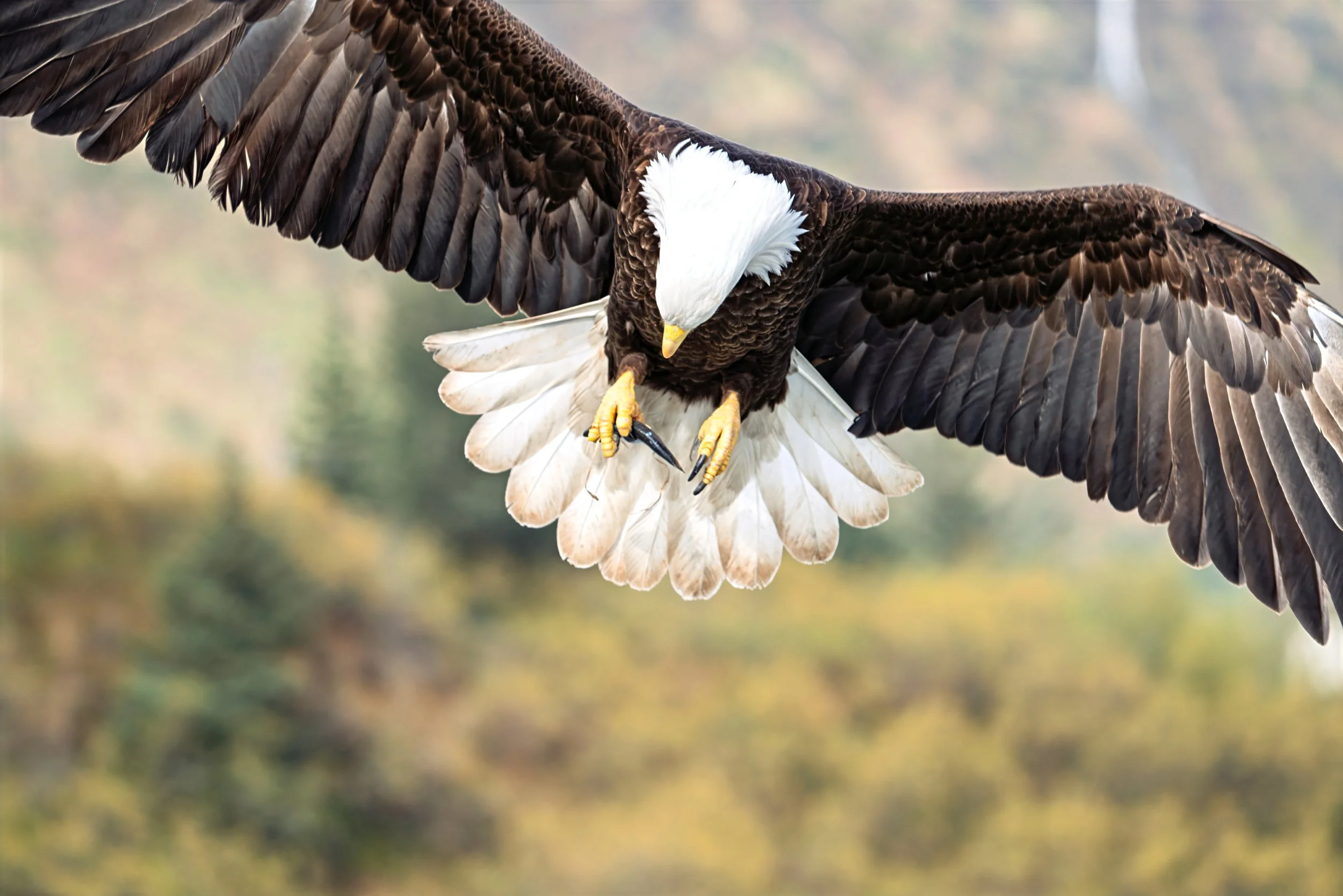 wildlife-1.jpg