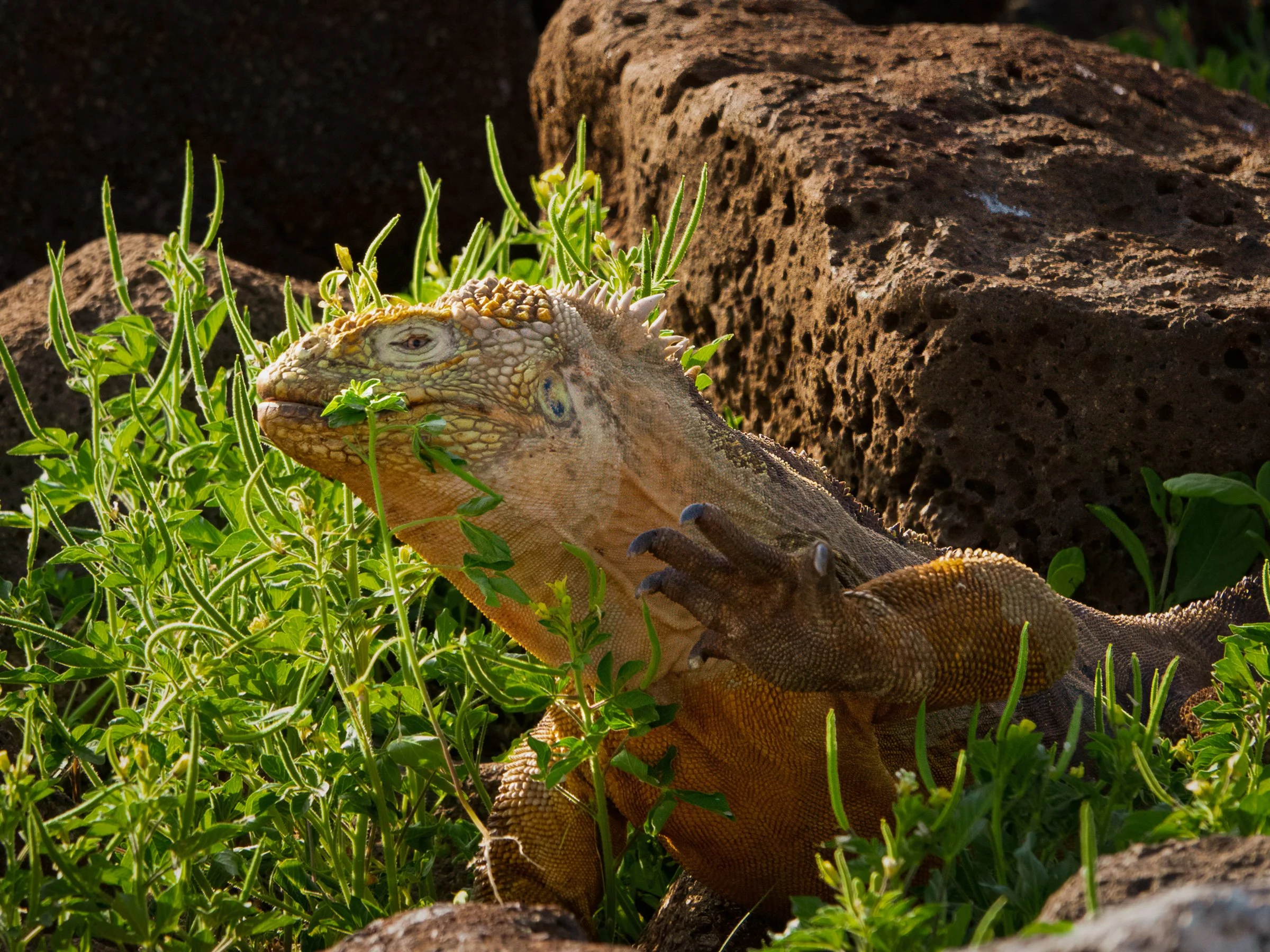 wildlife-7.jpg