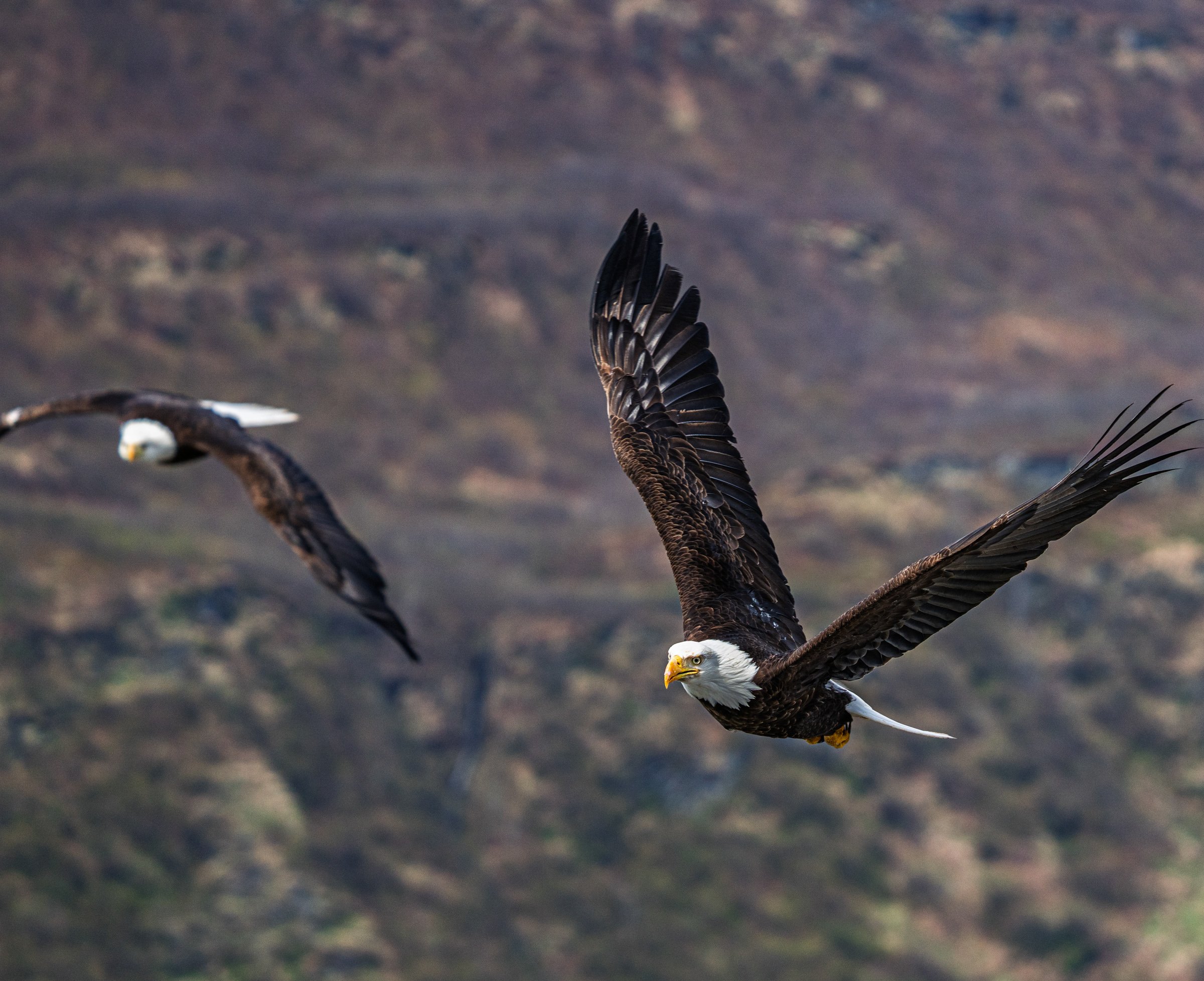 wildlife-13.jpg