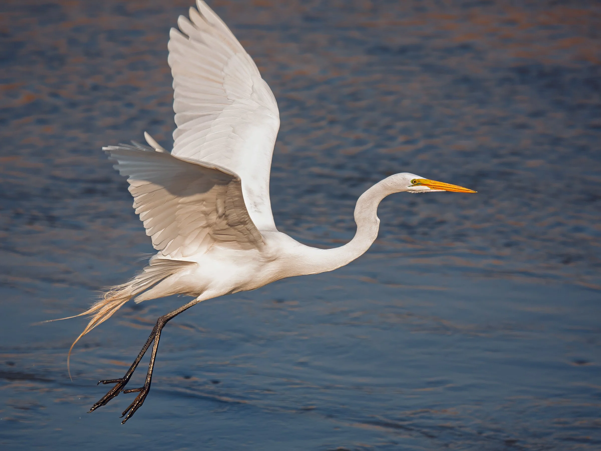 wildlife-5.jpg