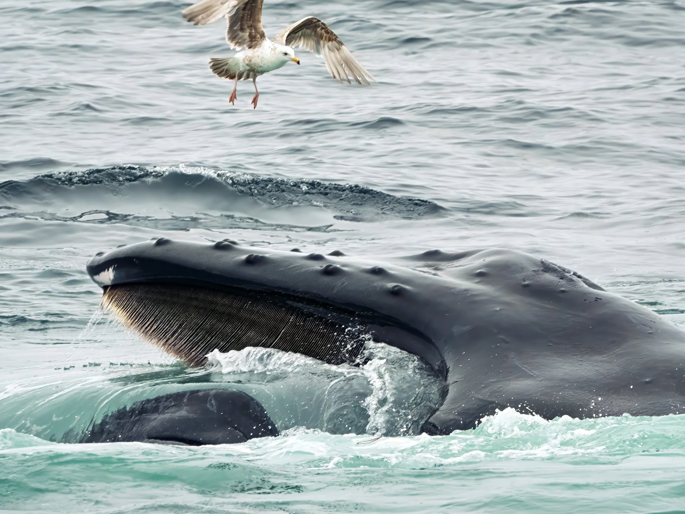 wildlife-2.jpg