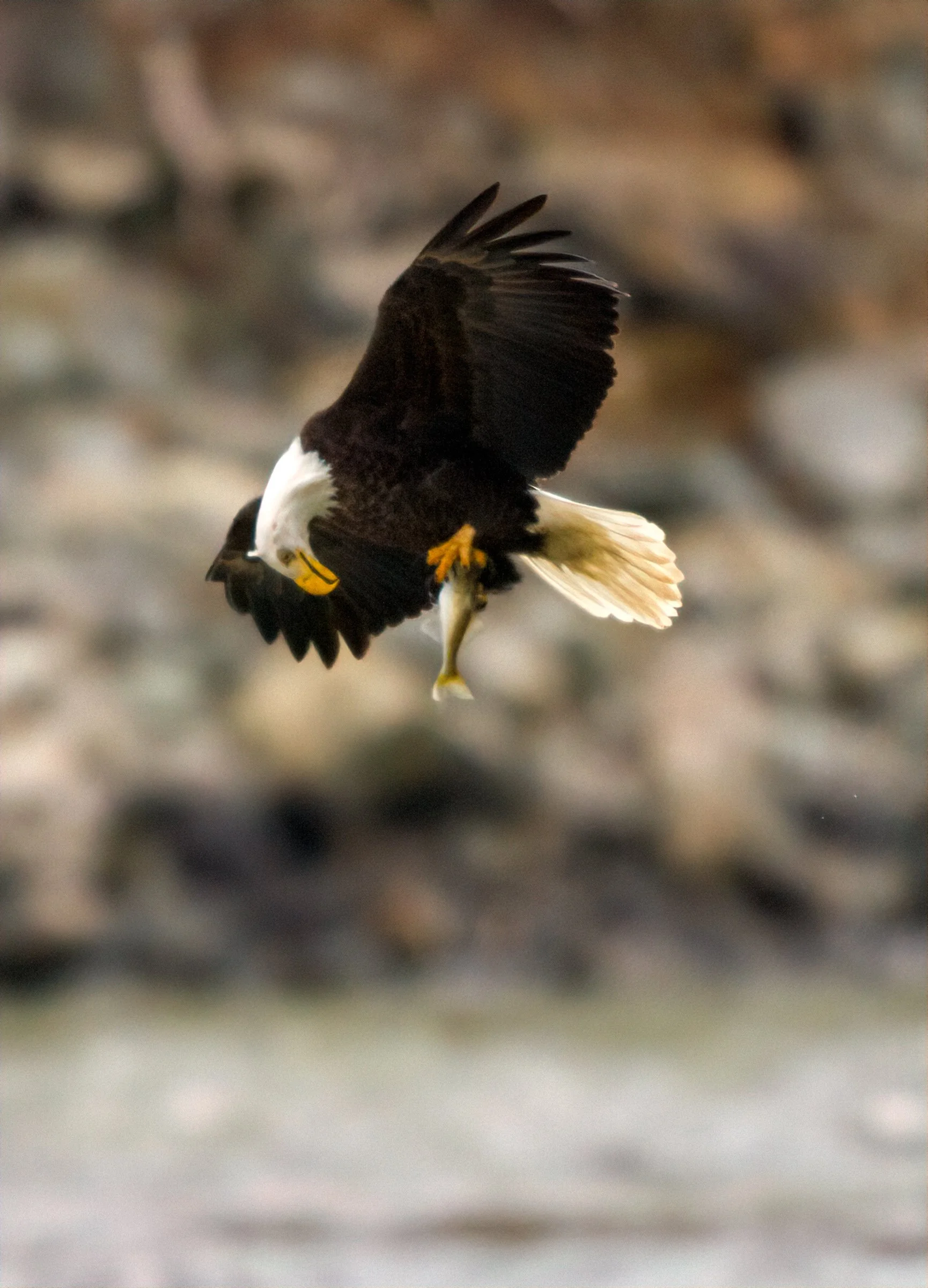 wildlife-12.jpg