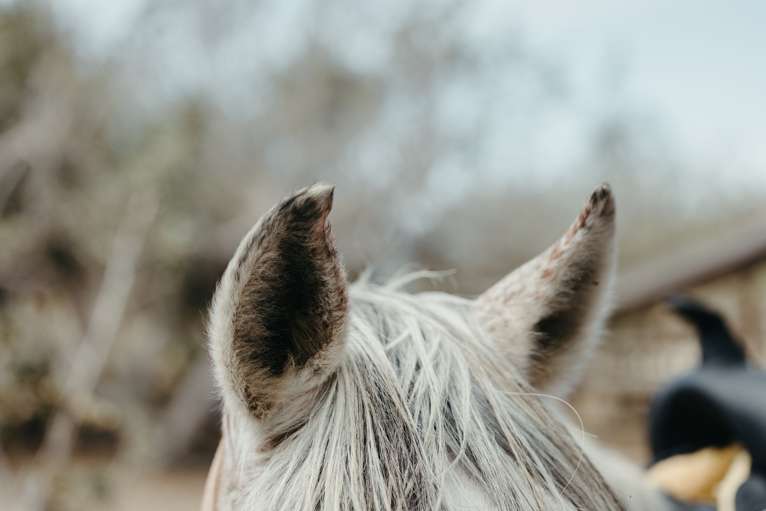 Close-up of a horse's ears and part of its head, with a blurred outdoor background.