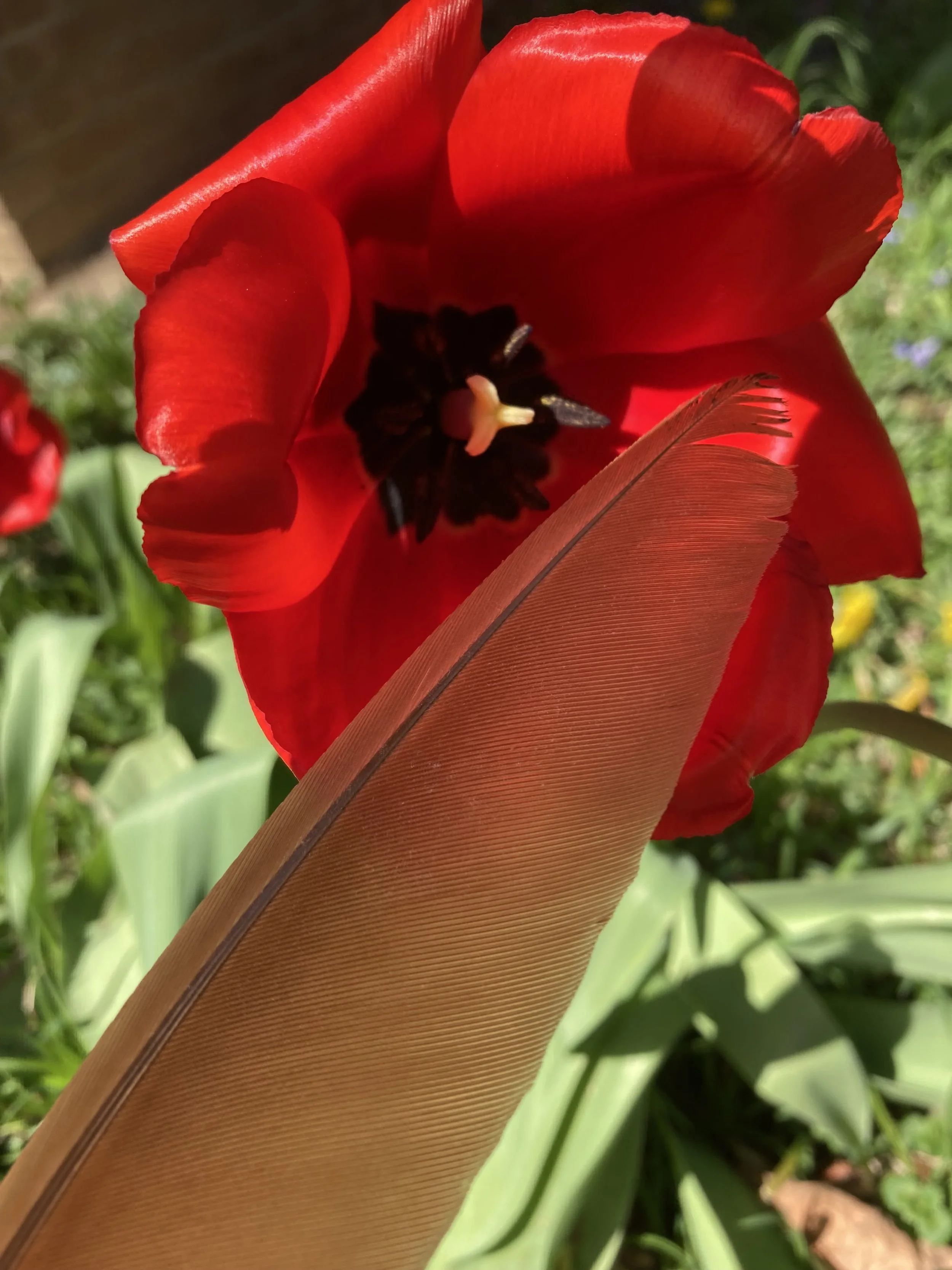 IMG_8079.jpeg