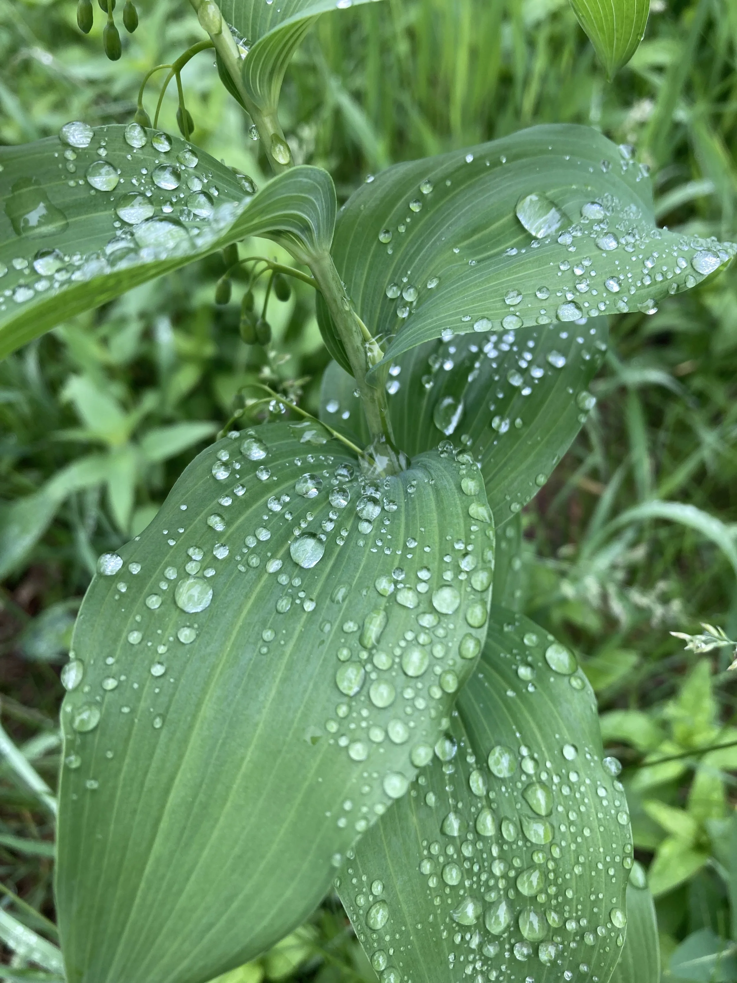 IMG_0591.jpeg