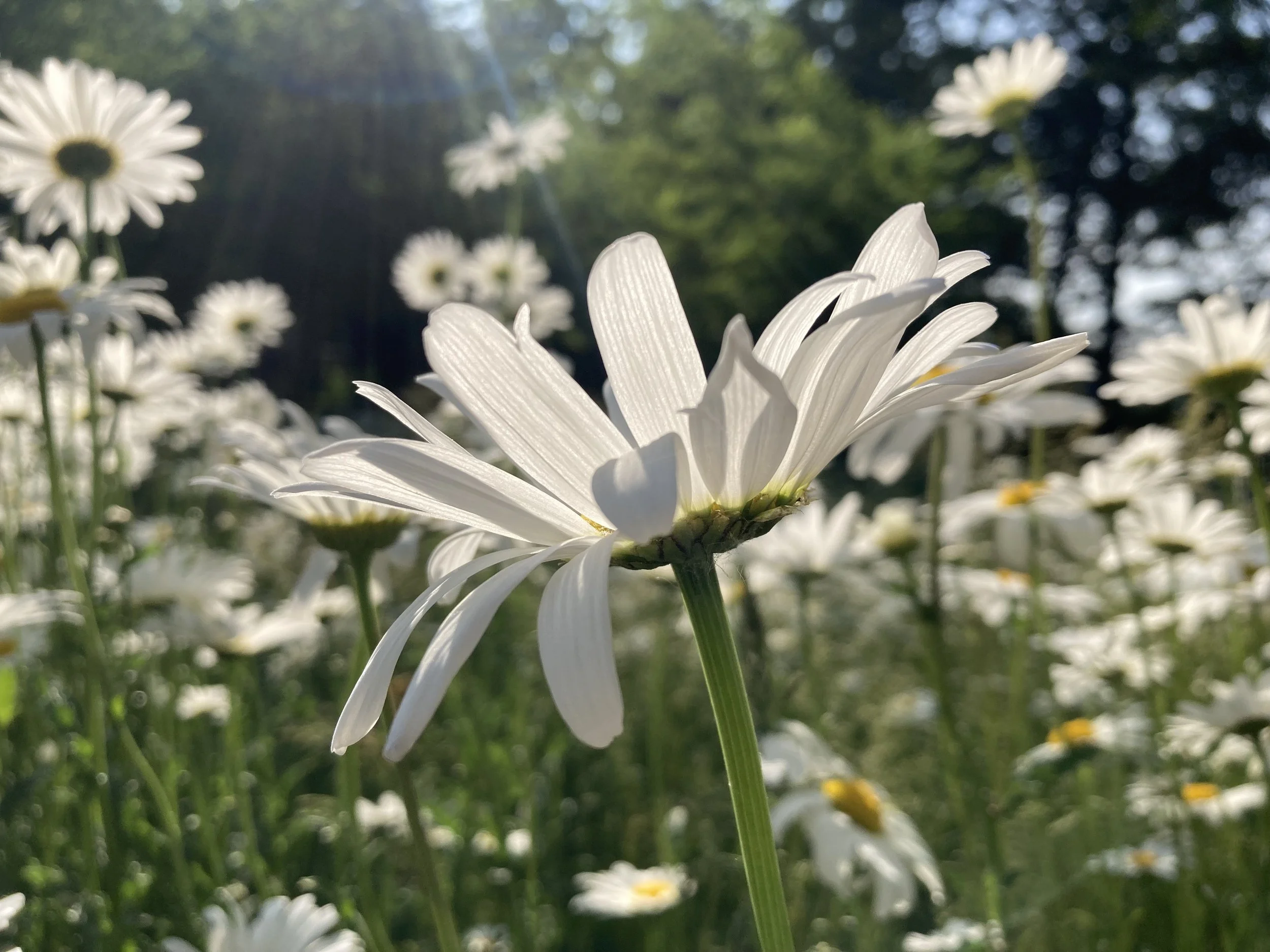 IMG_3772.jpeg