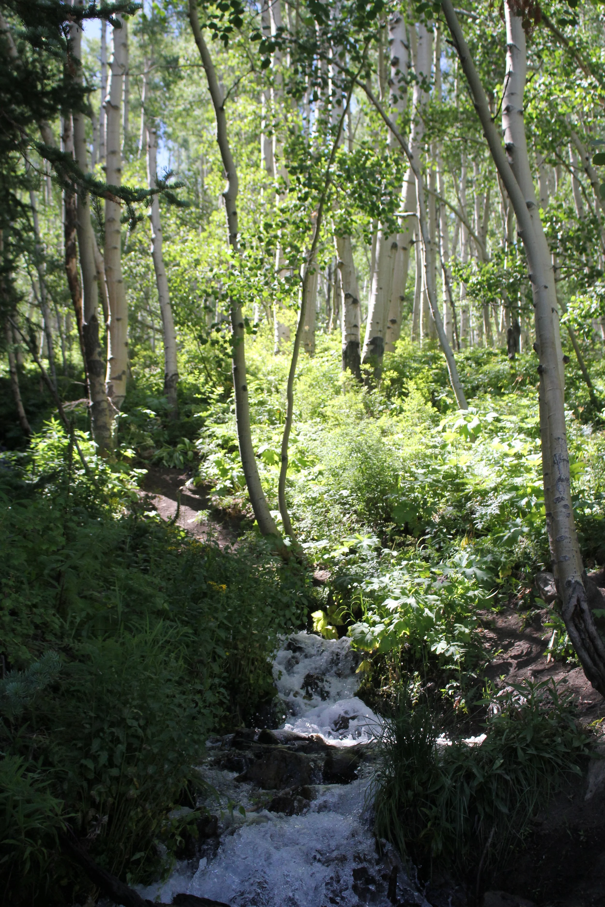 IMG_0372.JPG