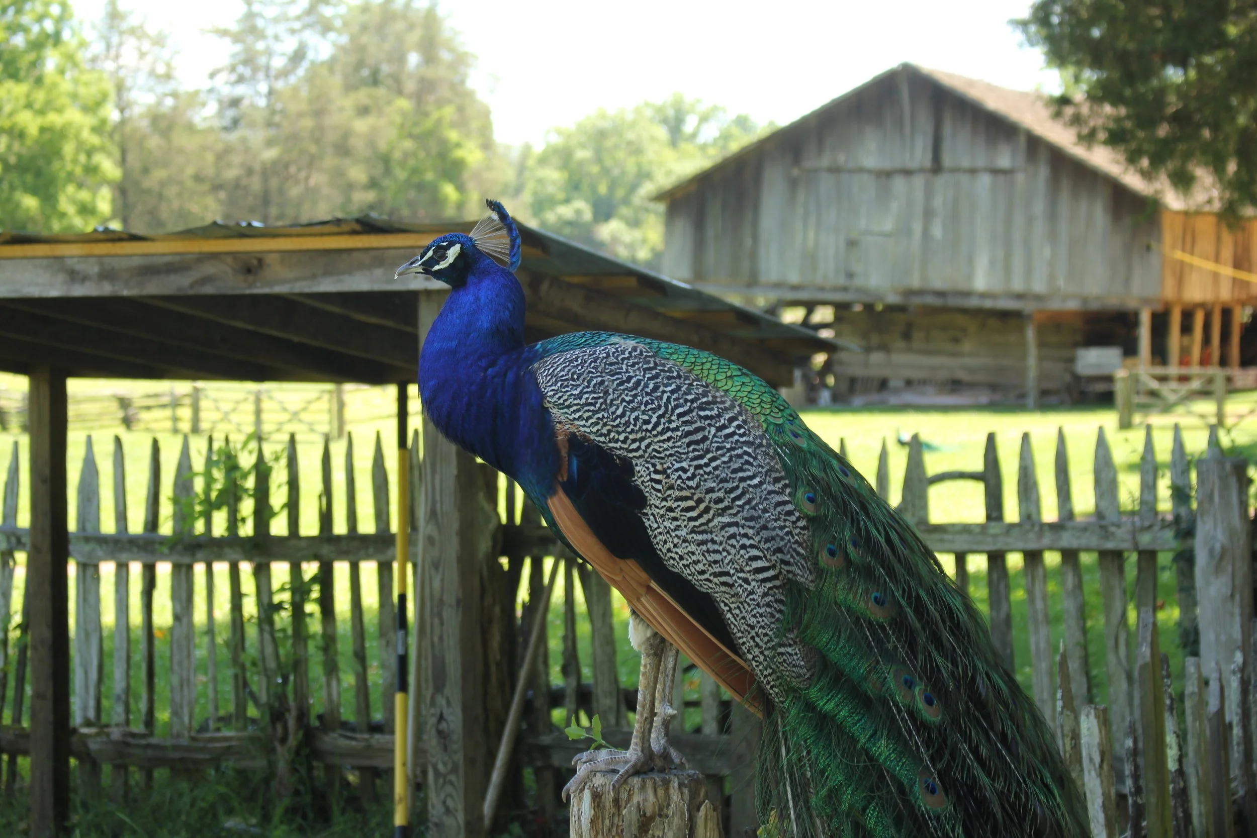 IMG_4436.JPG