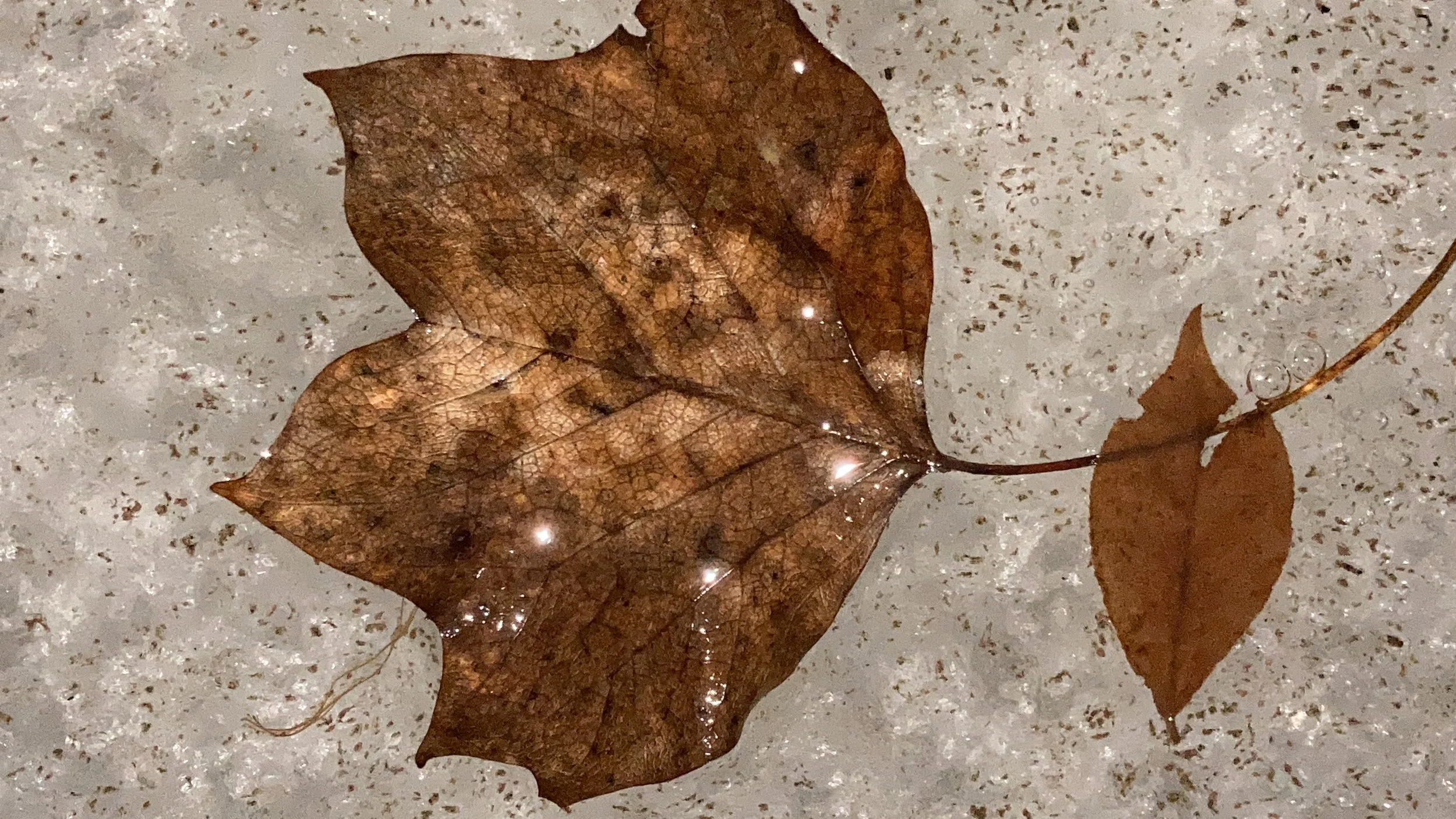 IMG_7085.JPG
