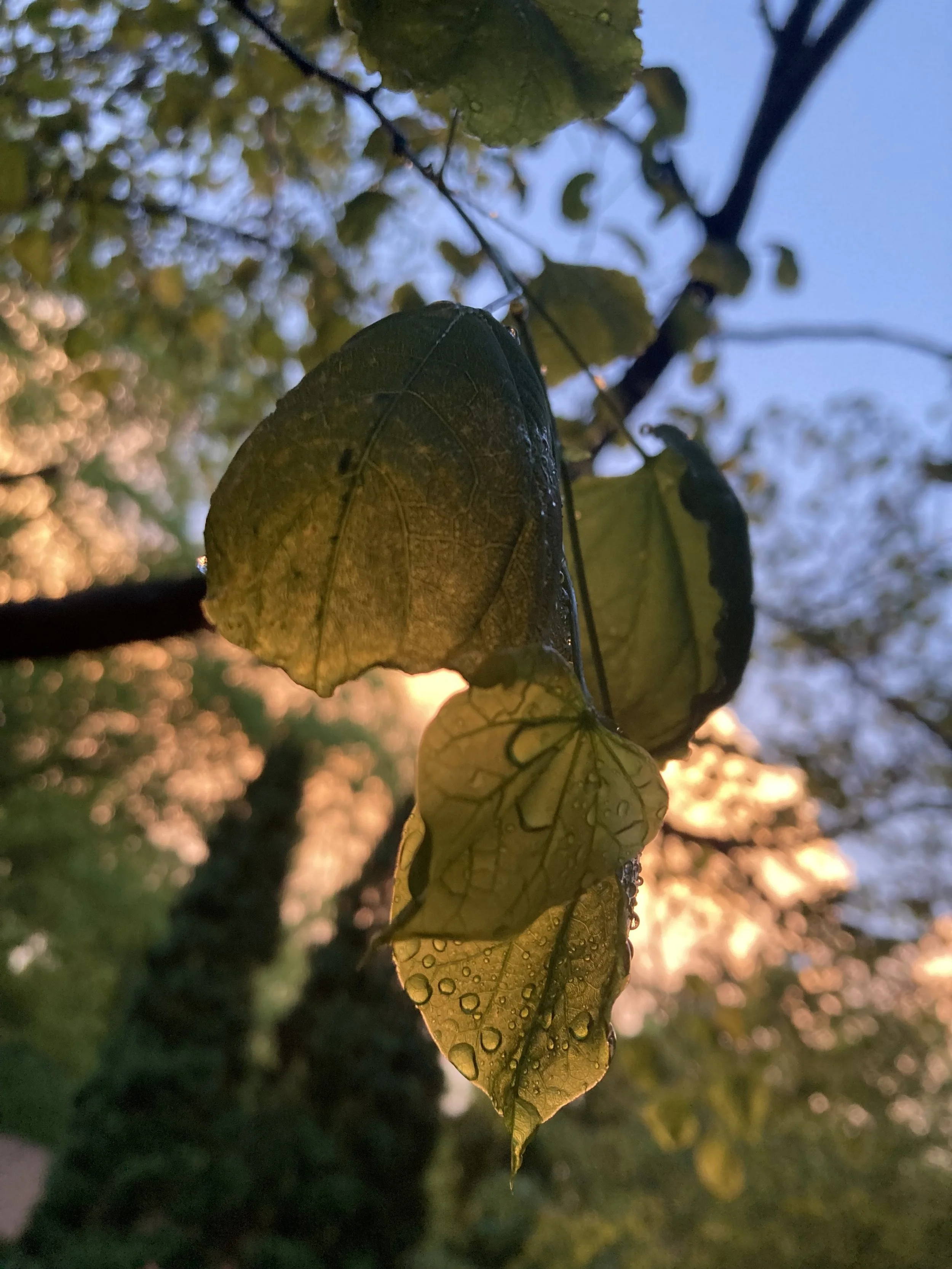 IMG_5232.jpeg