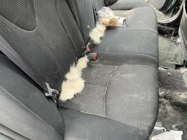 Dirty car back seat with spilled pet fur and food crumbs.