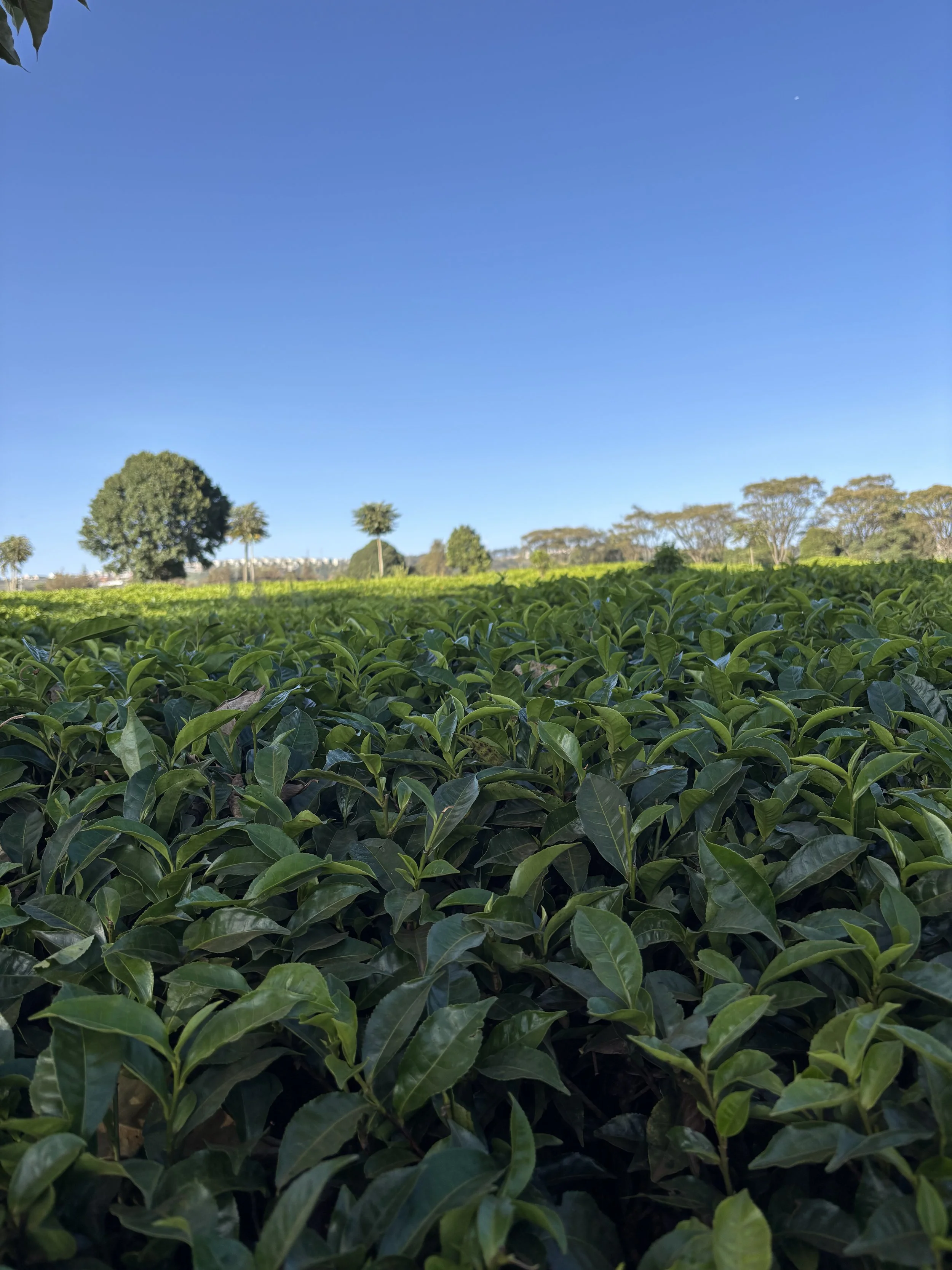 Black-Owned Tea Farm Experience