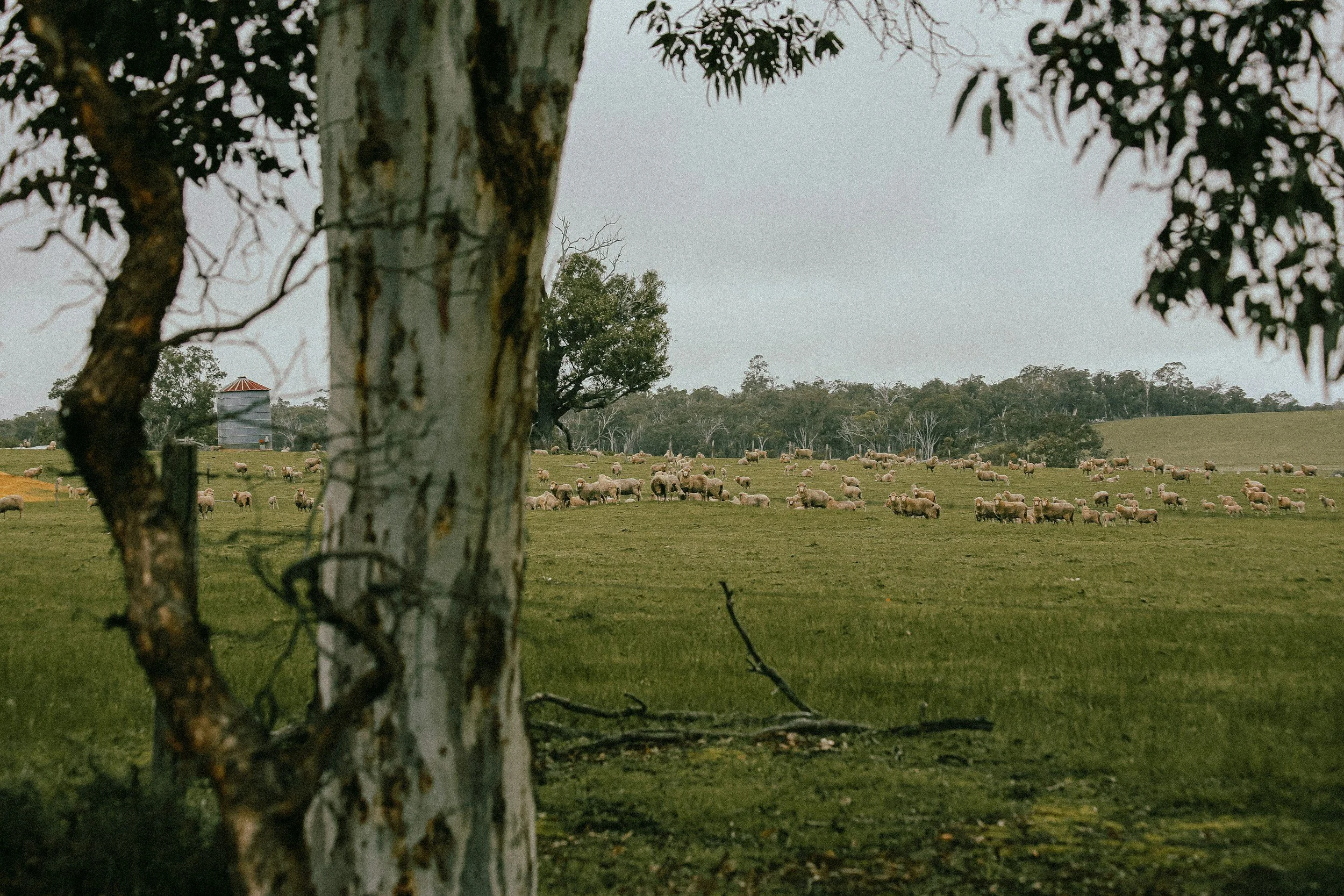 A rural landscape with a herd of sheep on a grassy field, viewed through a gap in trees. A silo with a red roof is visible in the background among scattered trees and a cloudy sky.